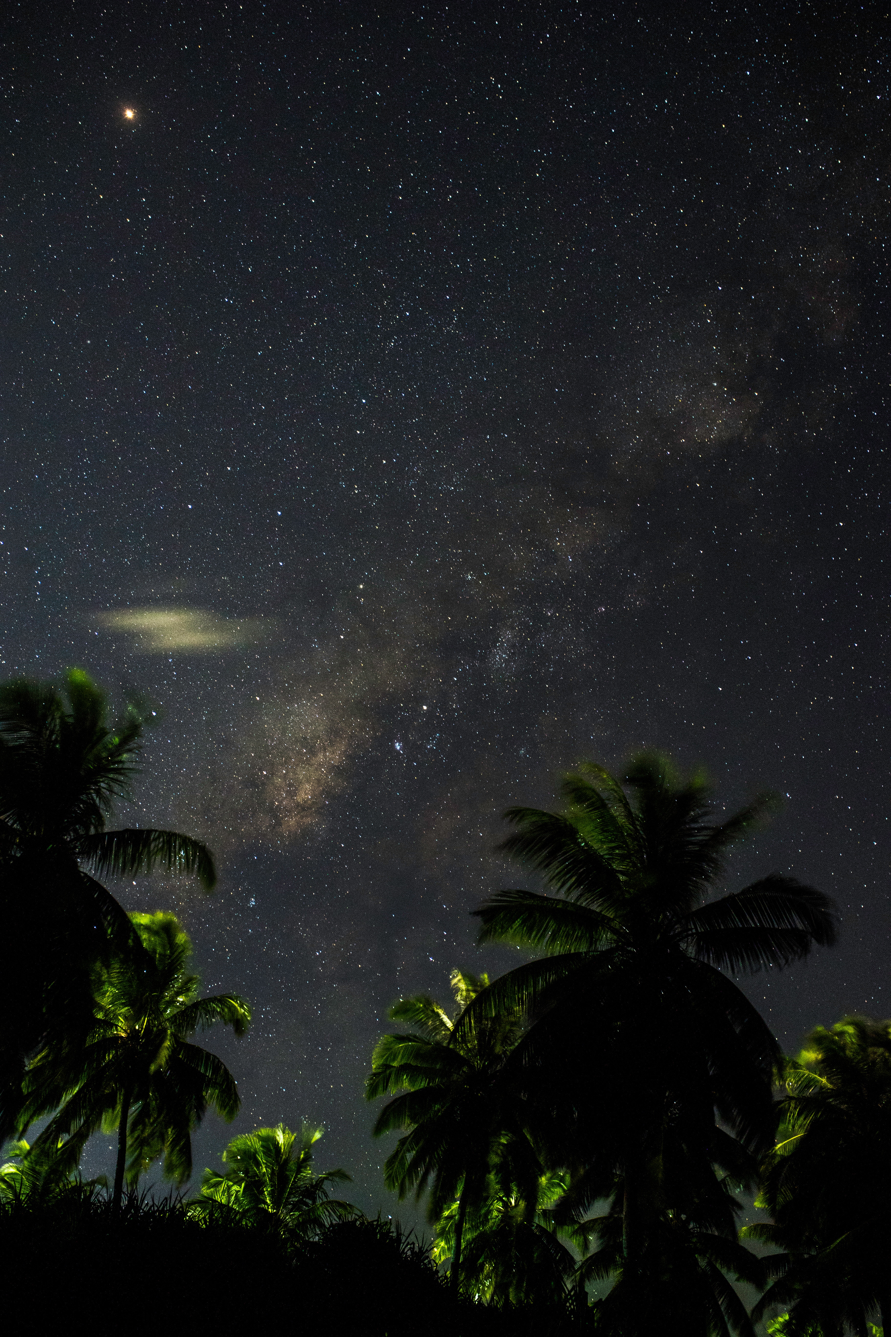 wallpapers dark, branches, night, starry sky, leaves, palms