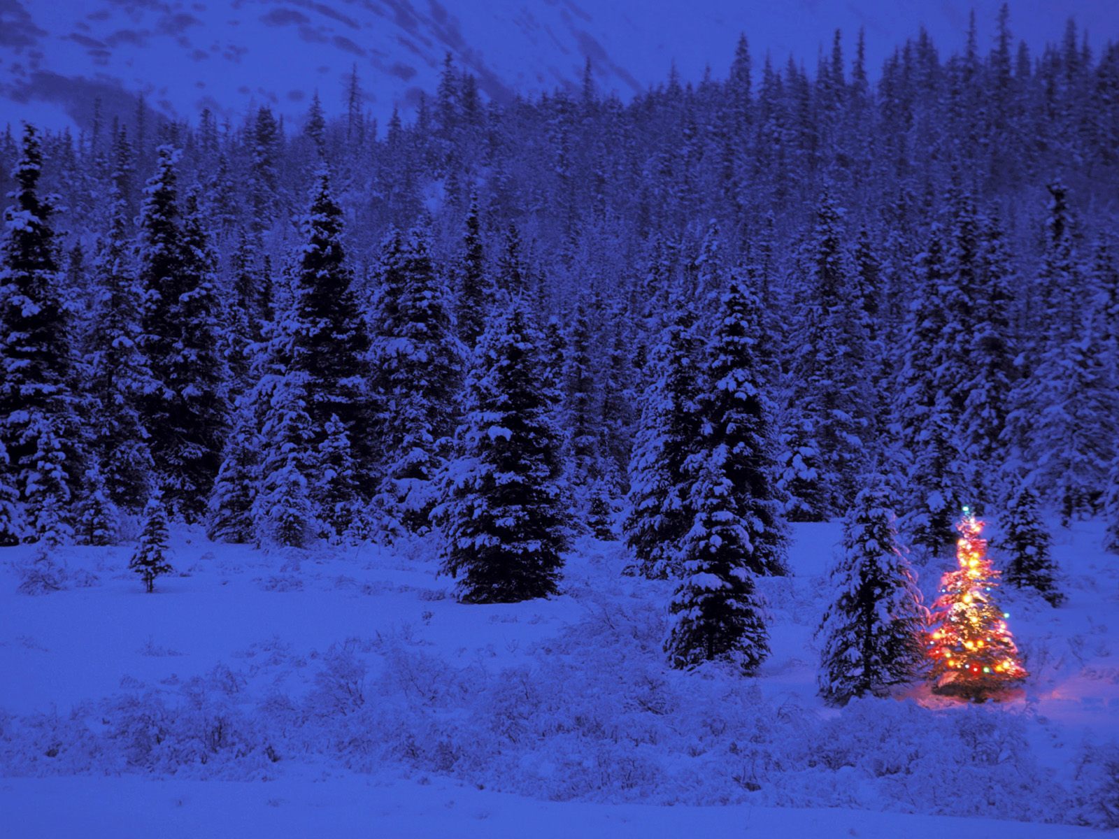 1077166壁紙のダウンロードホリデー, クリスマス, クリスマスツリー, 森, 雪, 冬-スクリーンセーバーと写真を無料で