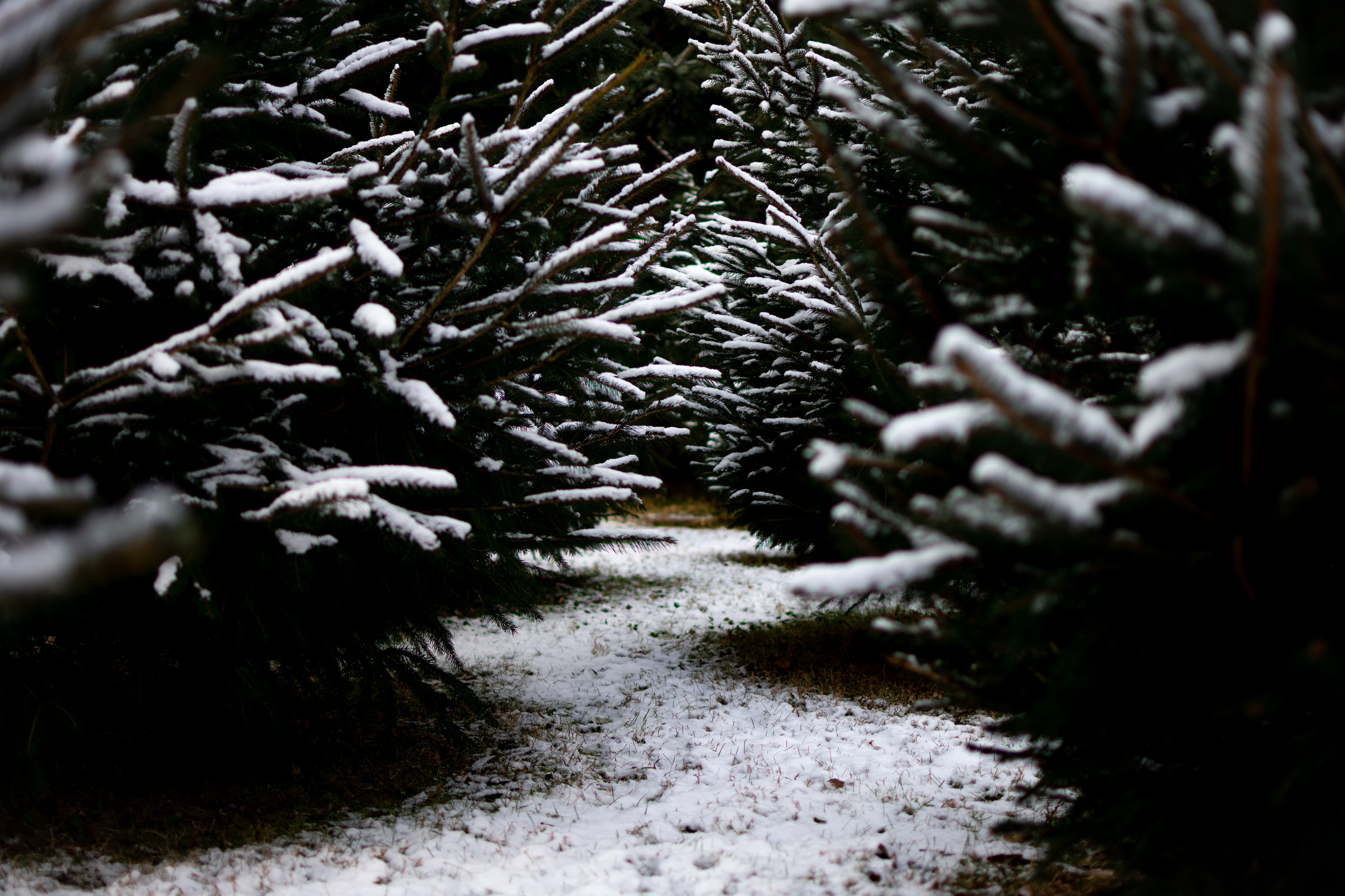 winter, nature, snow, branches, path cell phone wallpapers