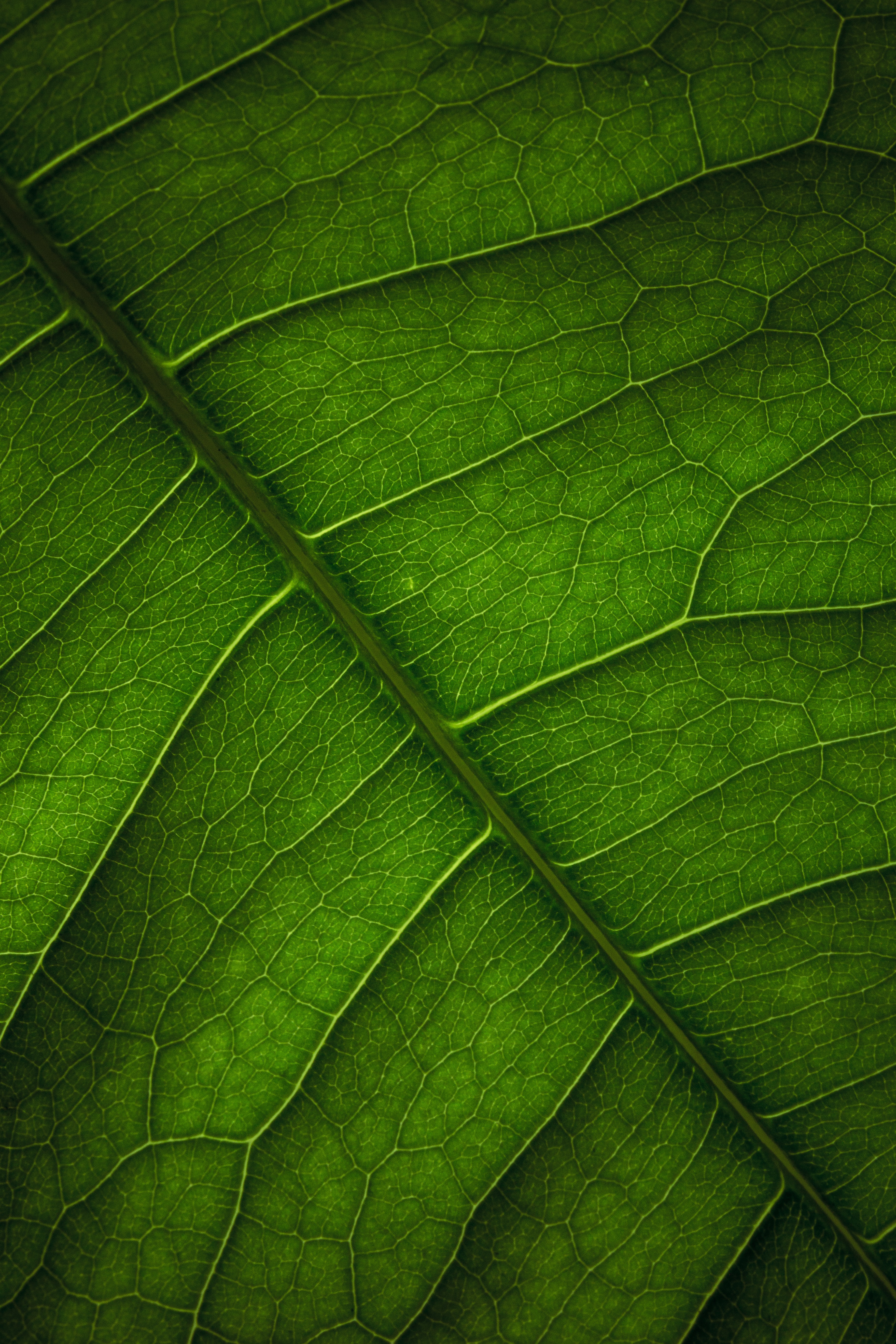 Cool HD green, surface, veins, leaflet