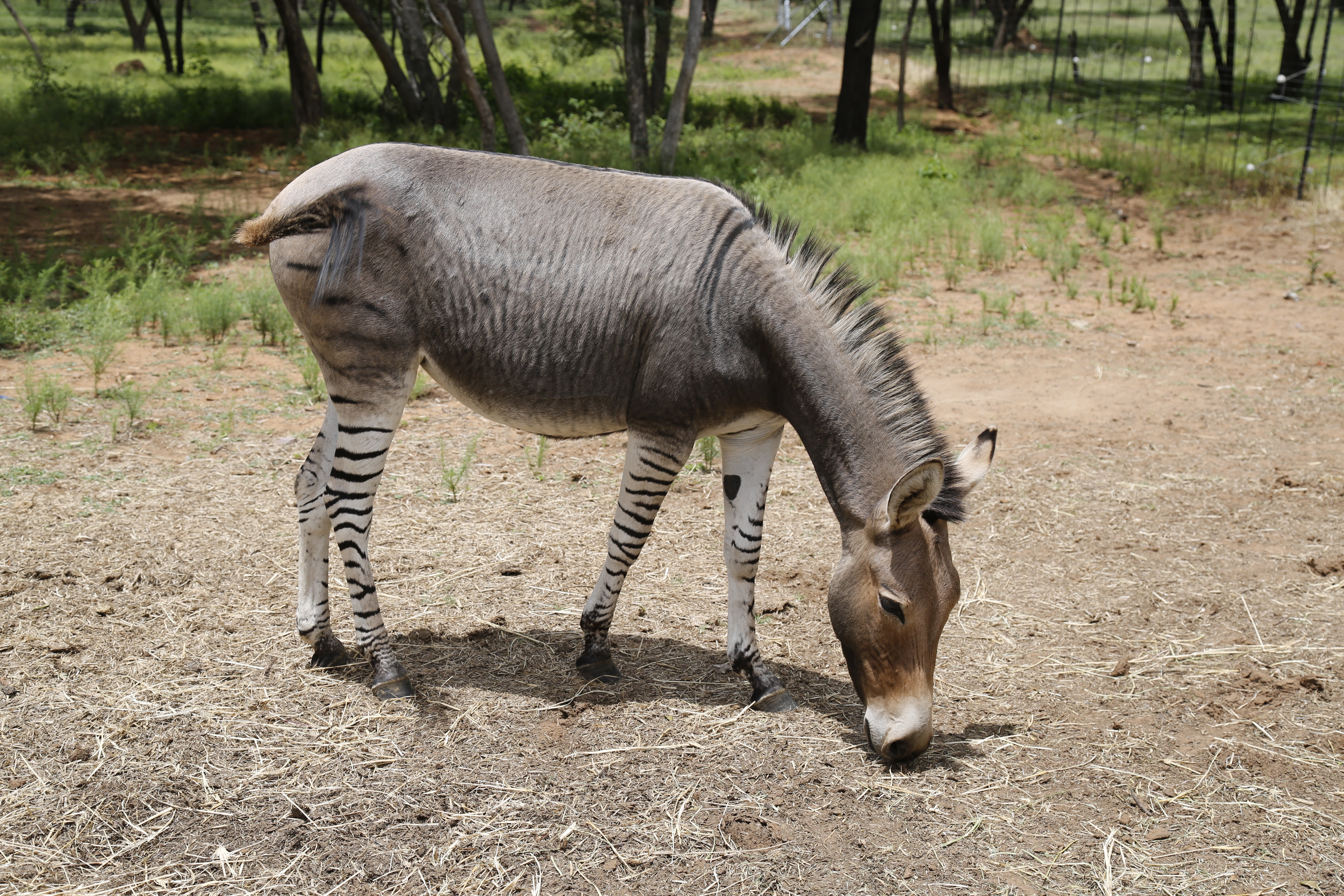 Best Zonkey mobile Picture