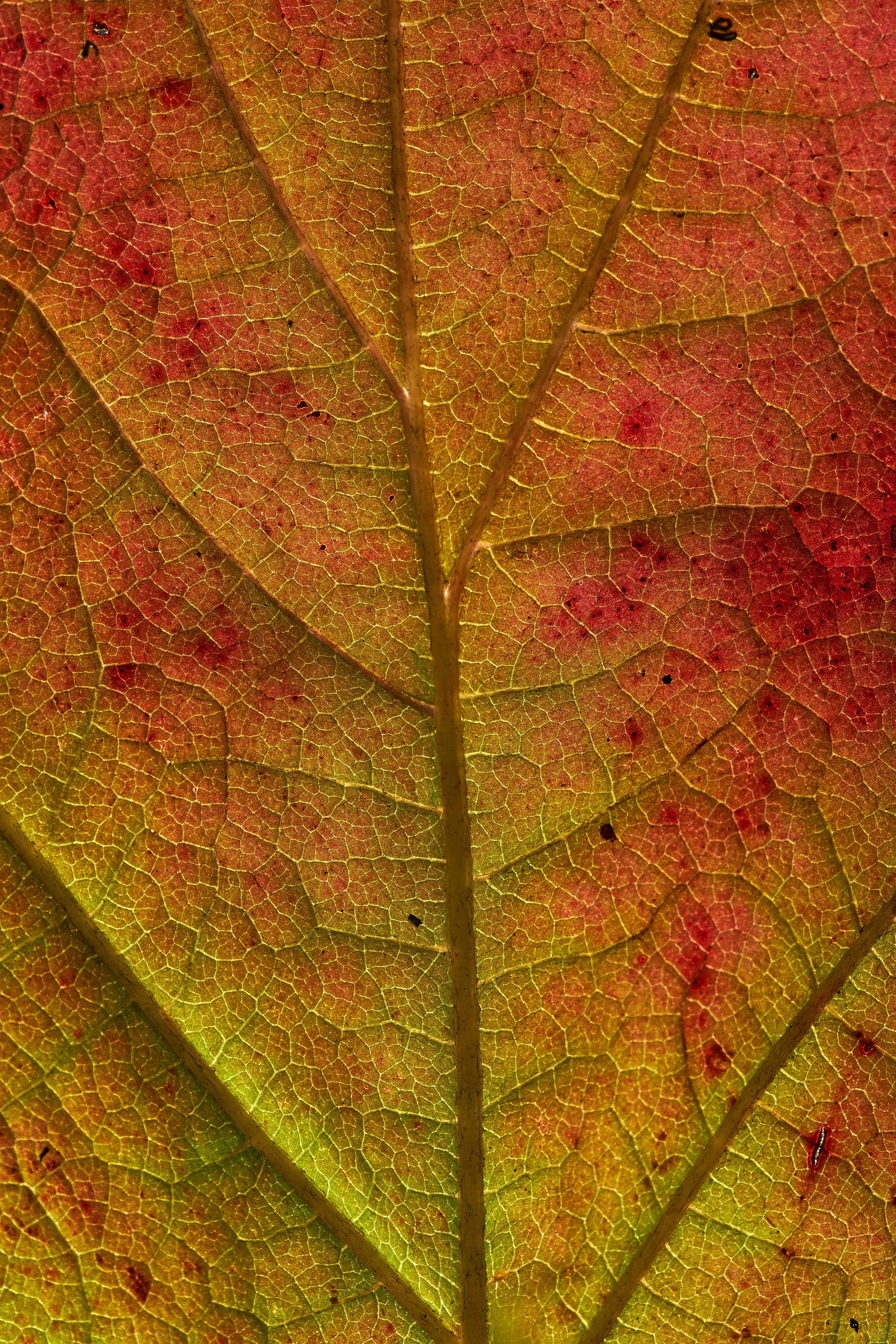 HD photos autumn, macro, sheet, leaf