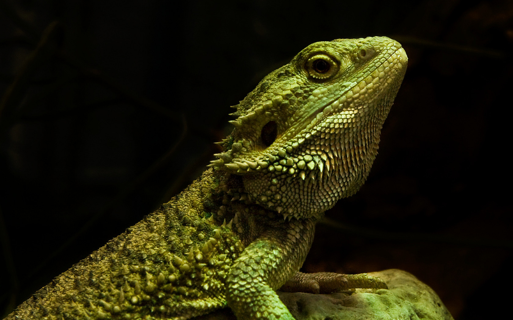 reptiles, reptile, animal, bearded dragon, lizard HD wallpaper