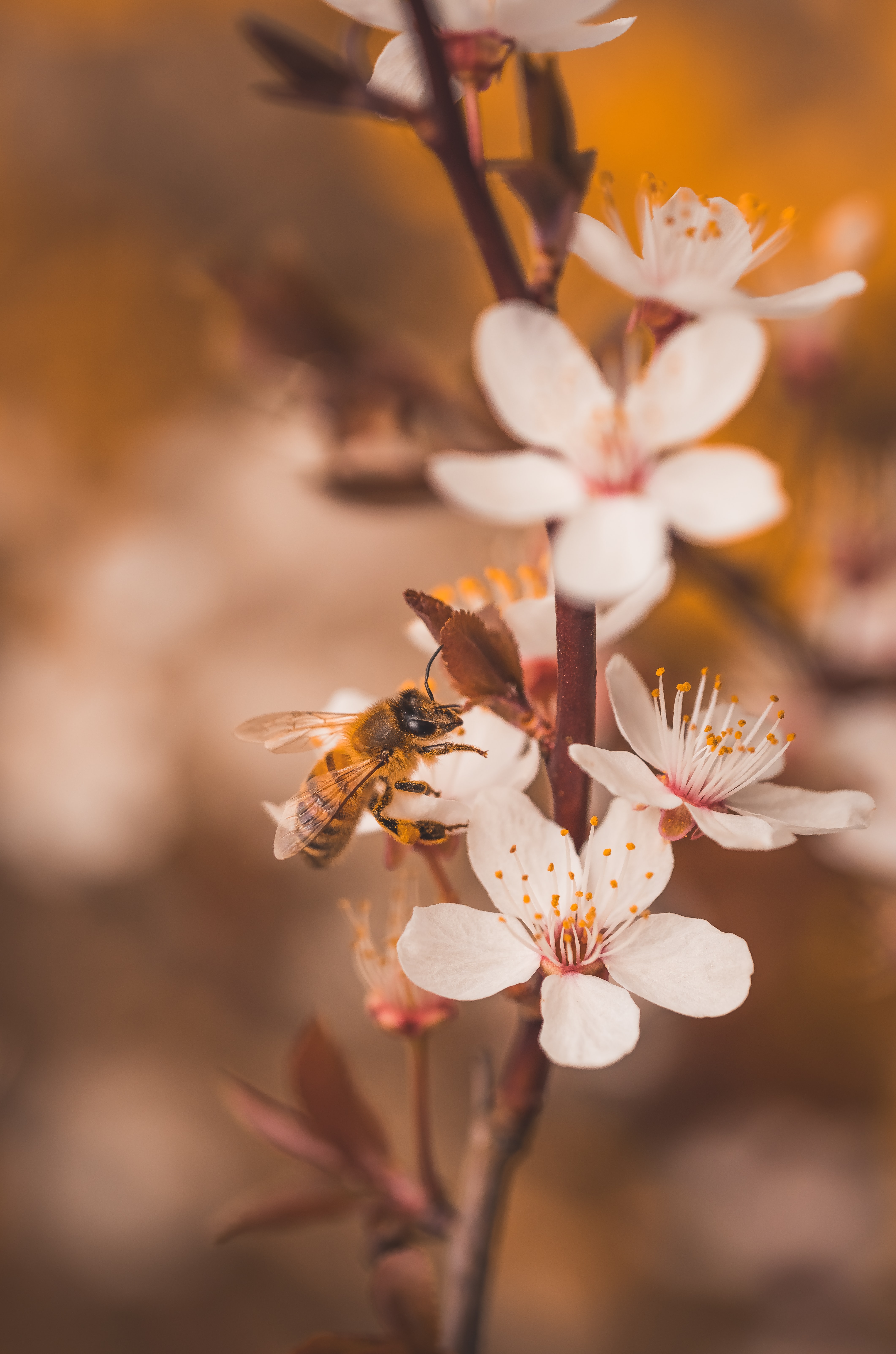 124776 Screensavers and Wallpapers Bee for phone. Download flowers, cherry, macro, branches, insect, bee pictures for free