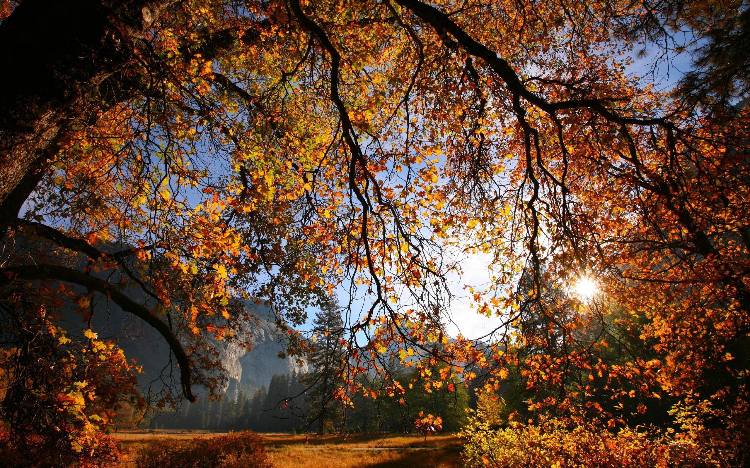 autumn, nature, leaves, sun, gold, lumen, yellow, wood, tree, branch, opening Free Stock Photo