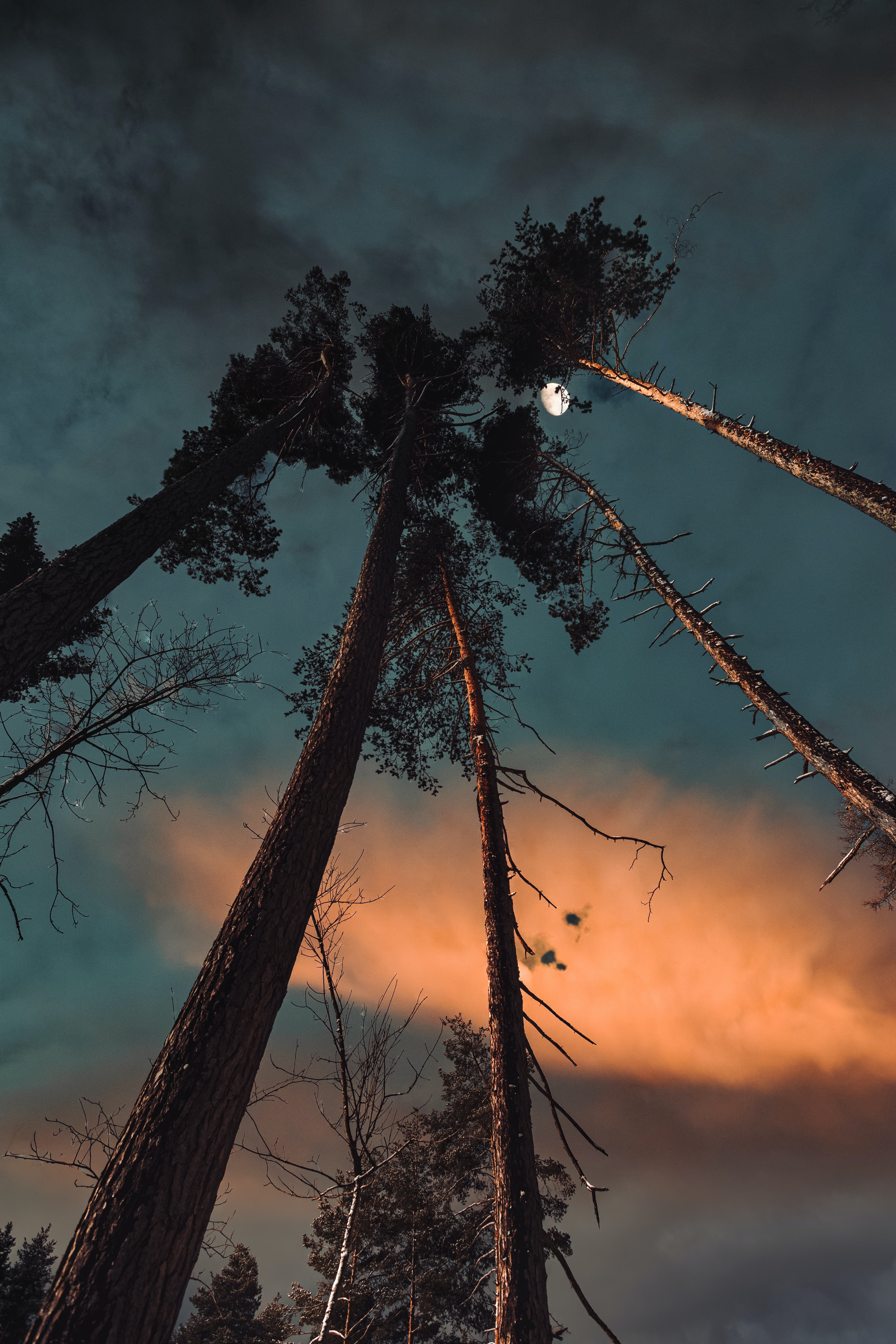 moon, bottom view, nature, pine, night cell phone wallpapers