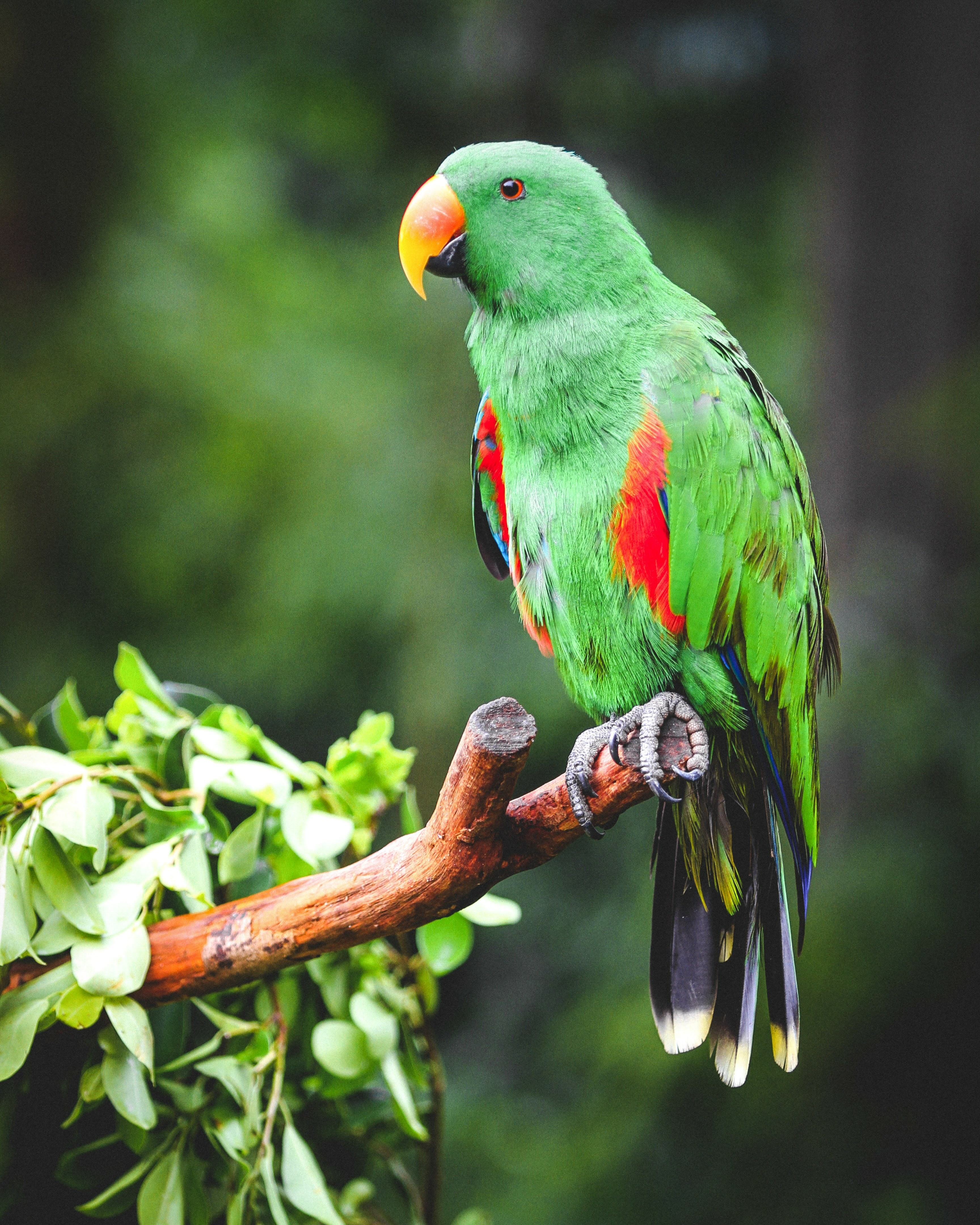 parrots, bird, animals, branch, eclectus, bright HD wallpaper