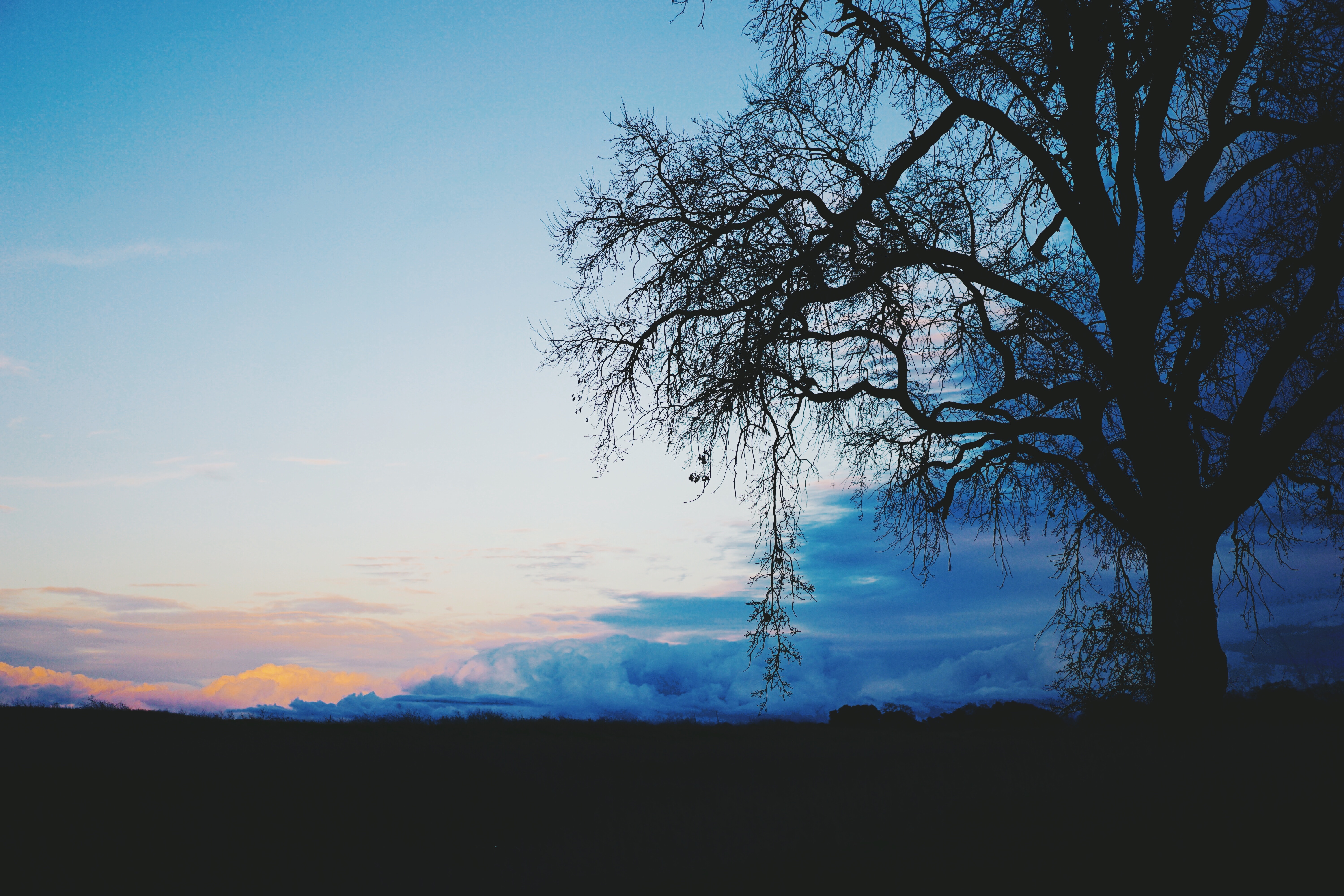 130493 download wallpaper nature, twilight, clouds, dark, wood, tree, dusk, evening screensavers and pictures for free