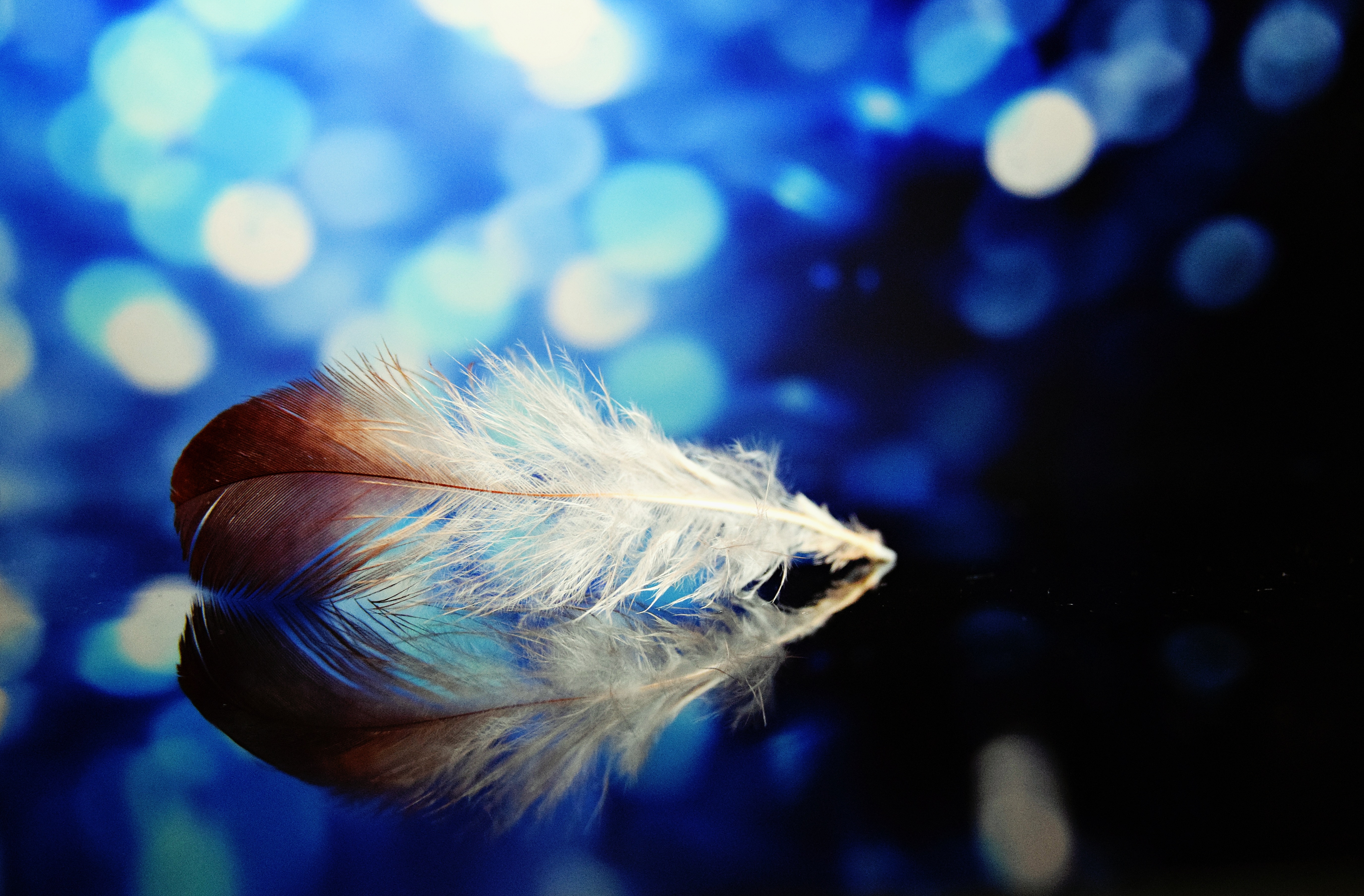 51523 download wallpaper feather, glare, miscellanea, miscellaneous, close-up, pen screensavers and pictures for free