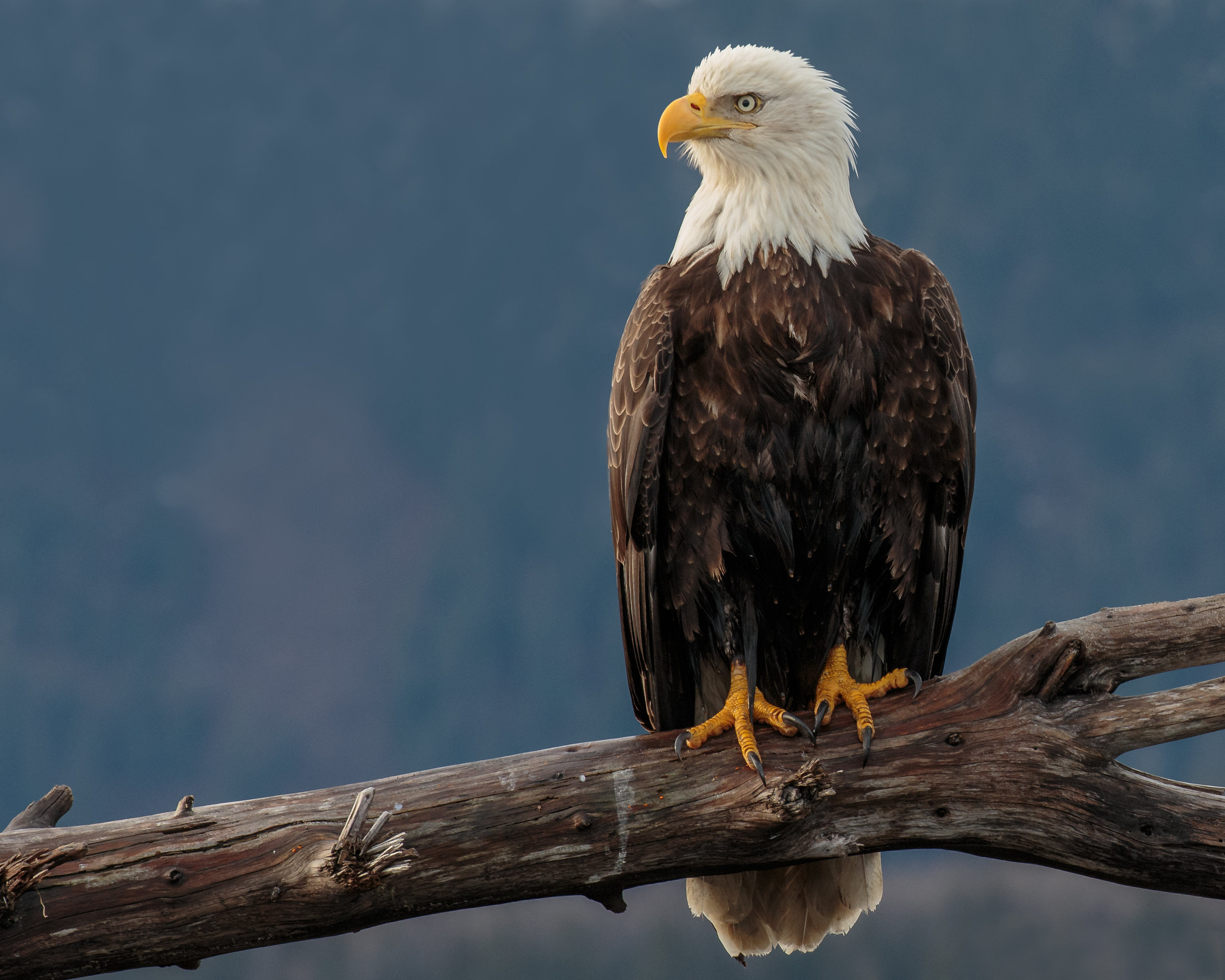 Mobile wallpaper eagle, bird, predator, animals, beak, sight, opinion