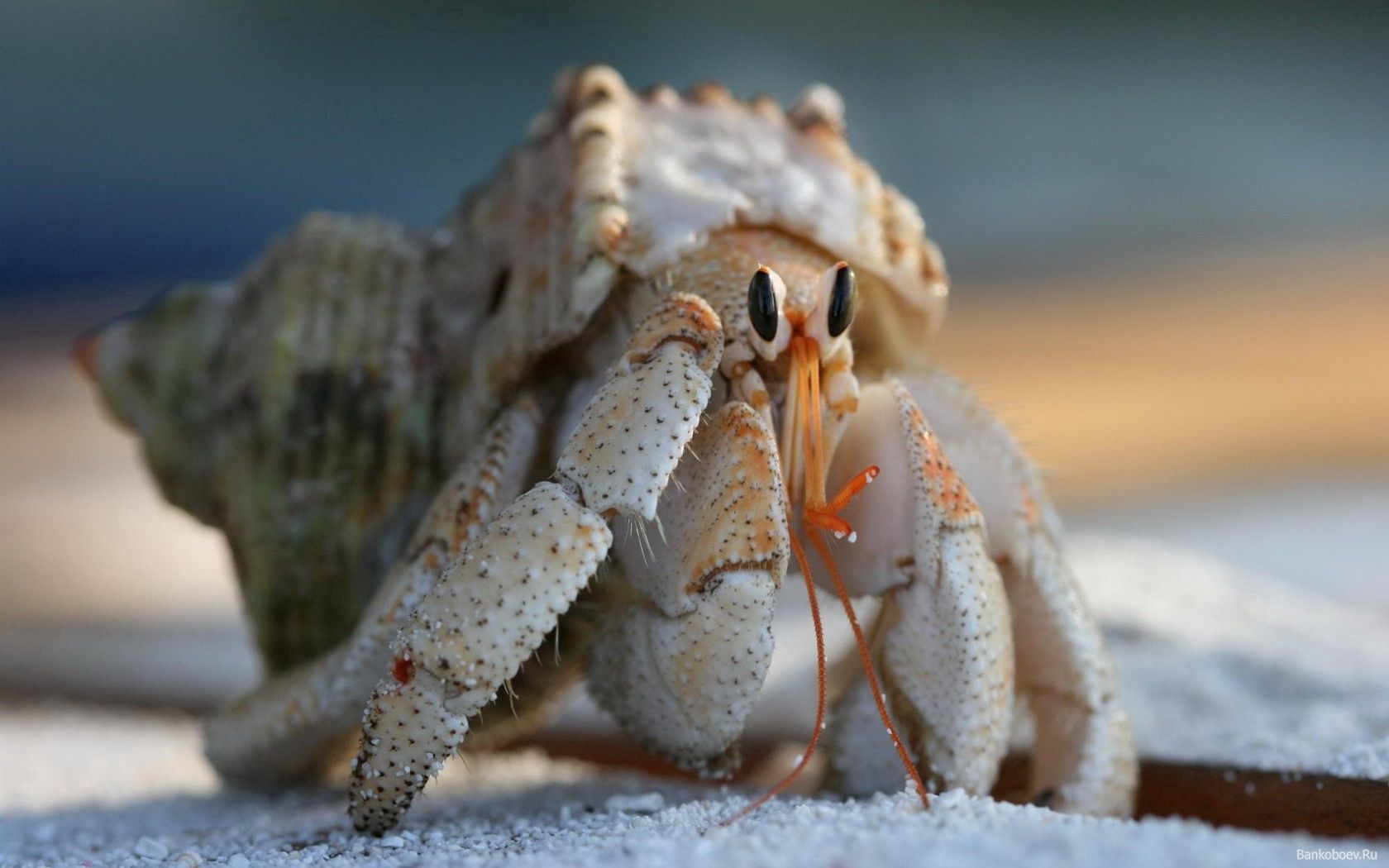 animals, carapace, shell, climb, crab, claws cell phone wallpapers