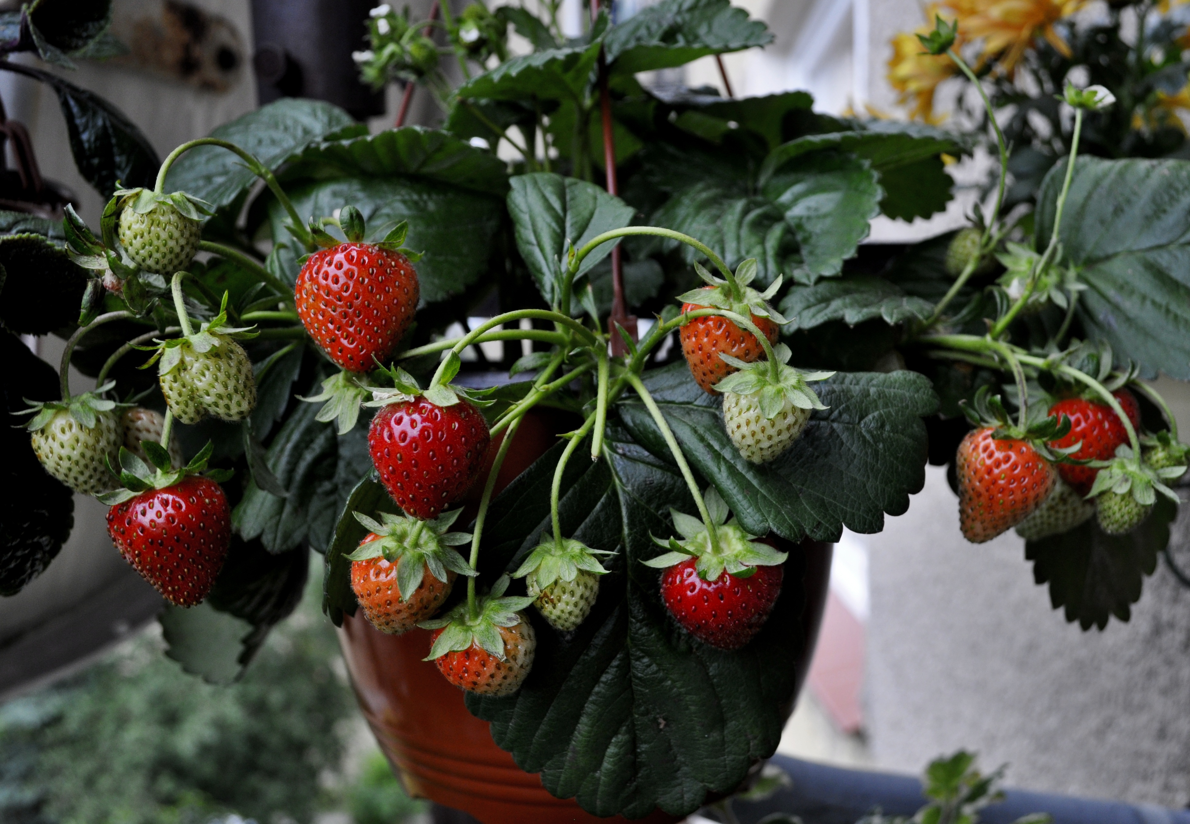 Laden Sie das Lebensmittel, Erdbeere, Berries, Wilde Erdbeeren-Bild kostenlos auf Ihren PC-Desktop herunter