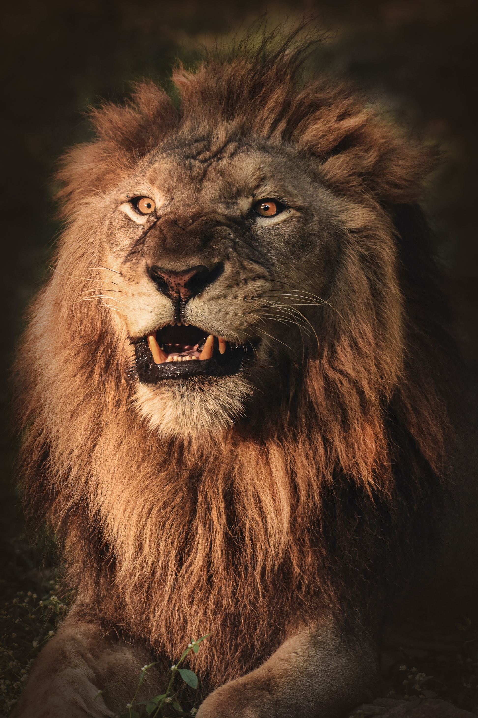 71419 скачать обои лев, животное, агрессия, хищник, оскал, животные - заставки и картинки бесплатно