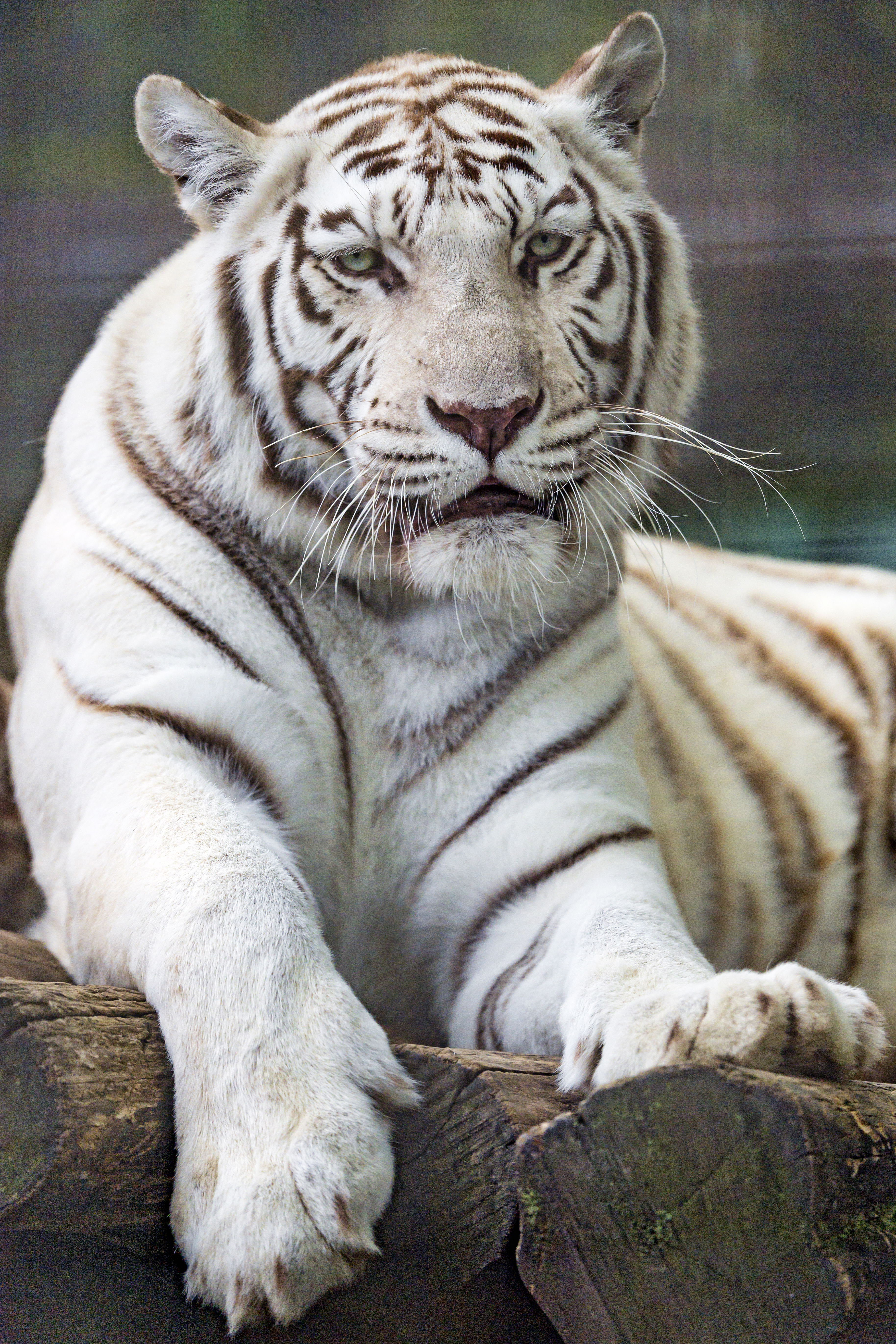 109017 télécharger le fond d'écran tigre, gros chat, animaux, blanc, prédateur, fauve, faune - économiseurs d'écran et images gratuitement