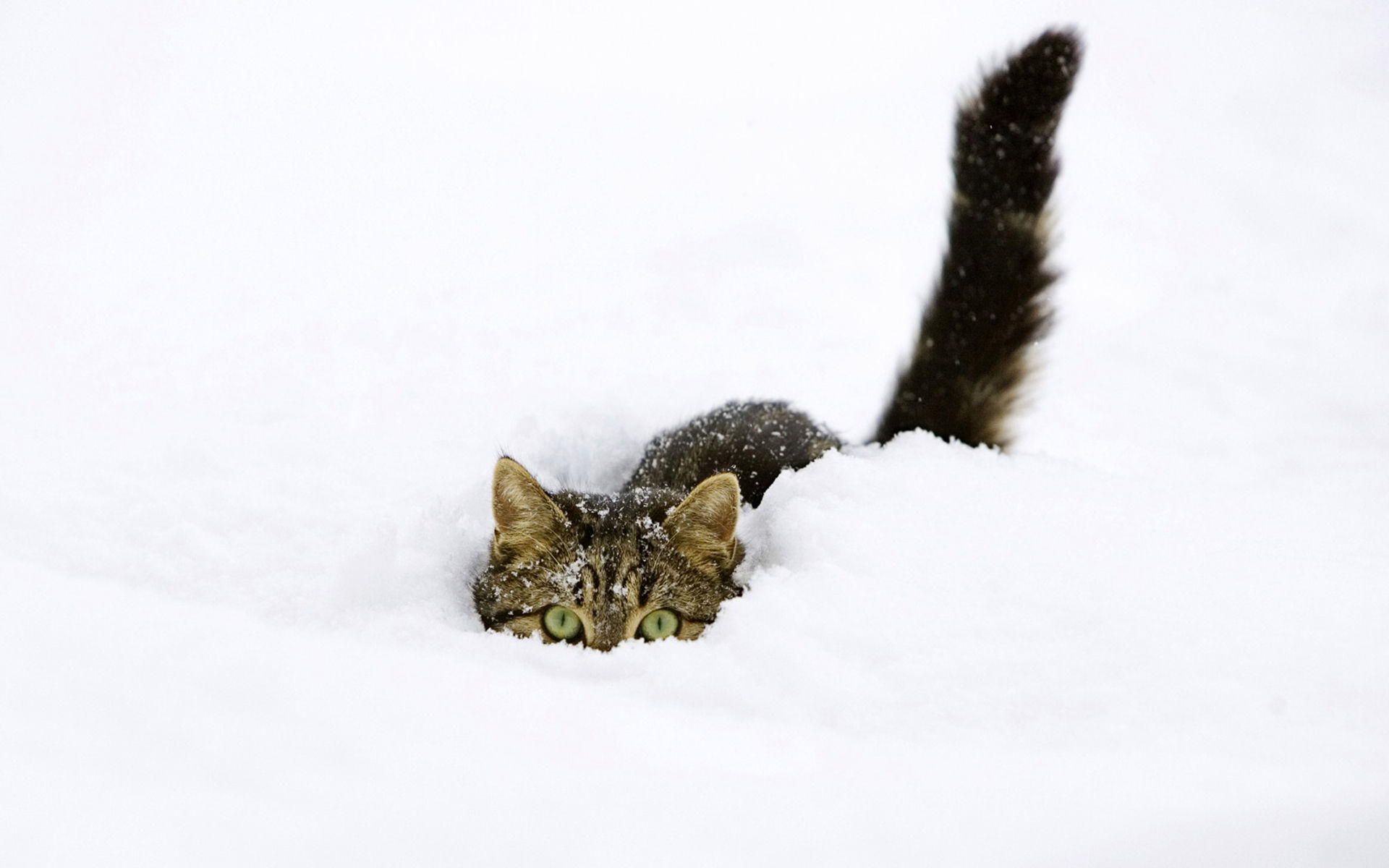 175420 Заставки и Обои Снег на телефон. Скачать прячется, кошки, зима, полосатый кот картинки бесплатно