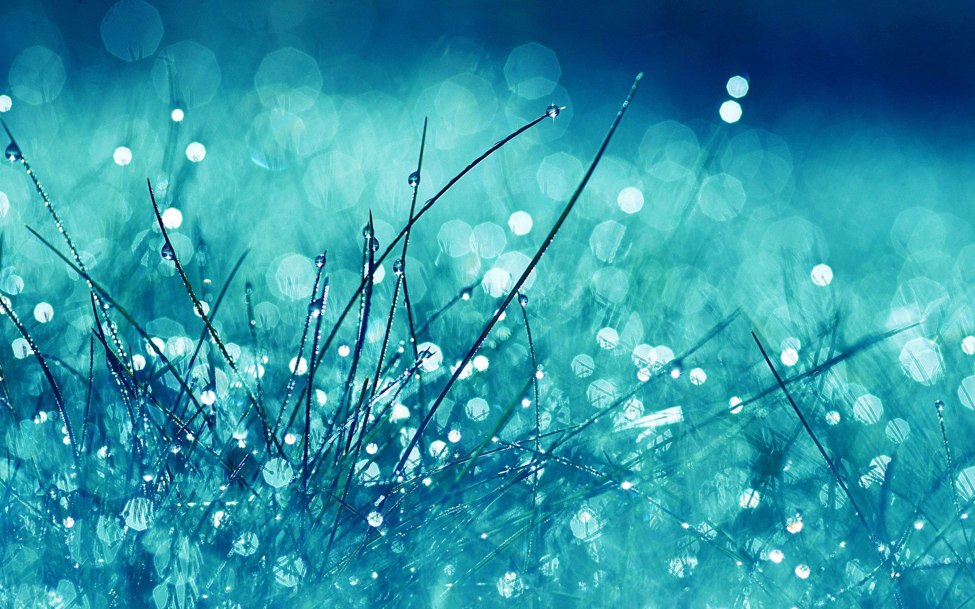 105257 download wallpaper bright, grass, macro, glare, shine, light, brilliance screensavers and pictures for free