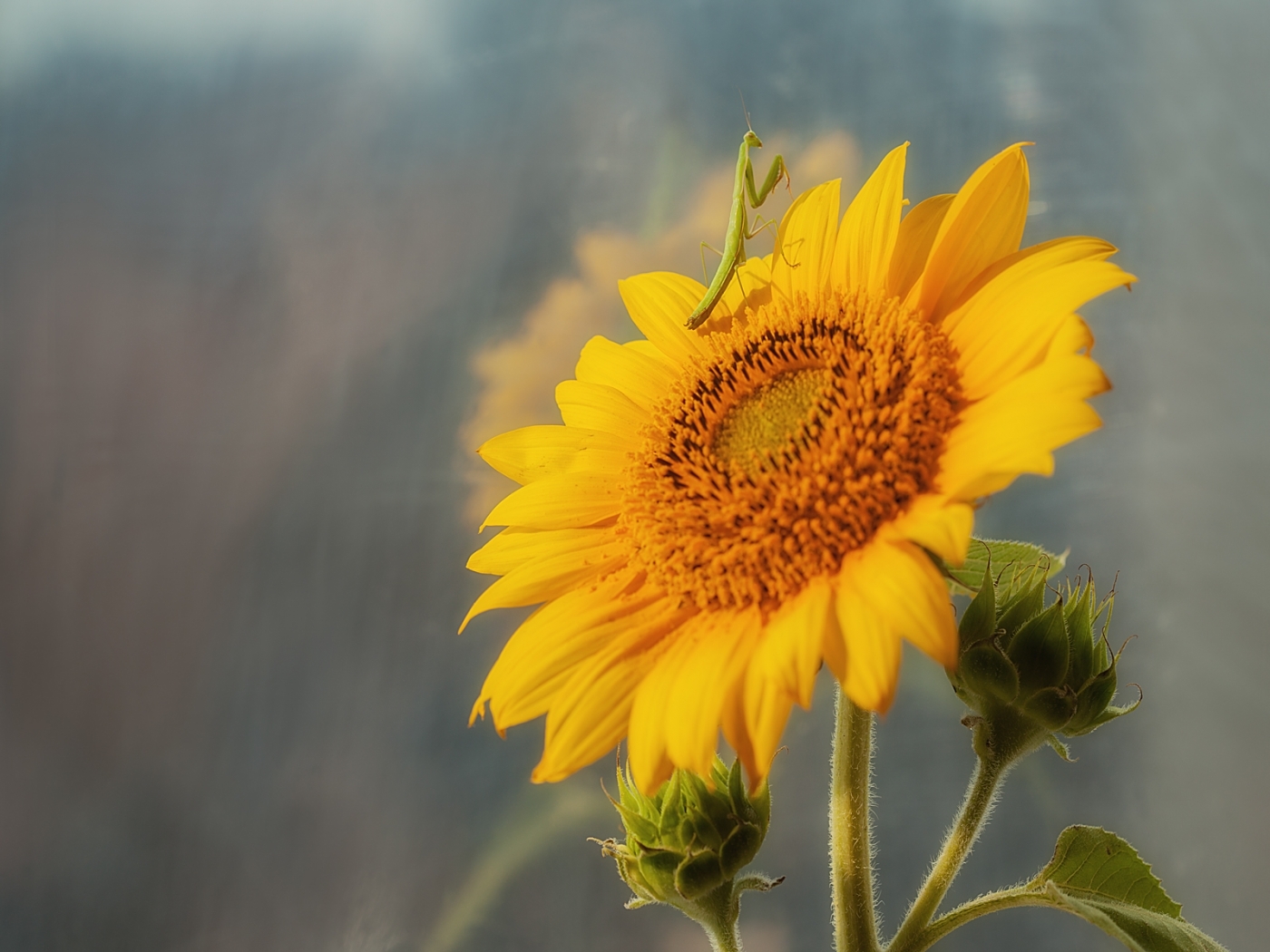 27625 Bild herunterladen pflanzen, insekten, sonnenblumen - Hintergrundbilder und Bildschirmschoner kostenlos