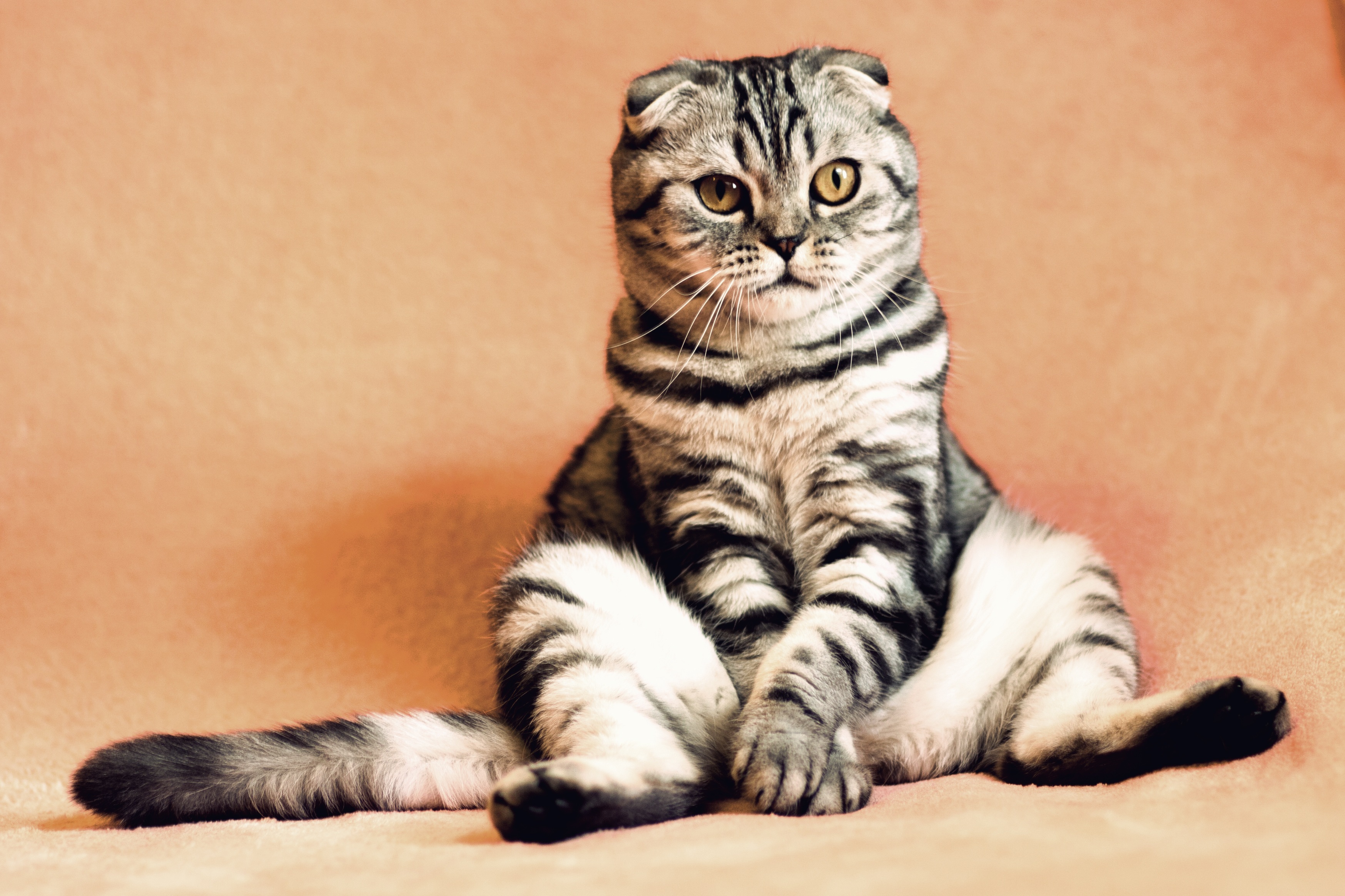126498 Screensavers and Wallpapers Is Sitting for phone. Download funny, animals, cat, cool, is sitting, sits, amusingly, scottish fold-up cat, scottish fold cat pictures for free