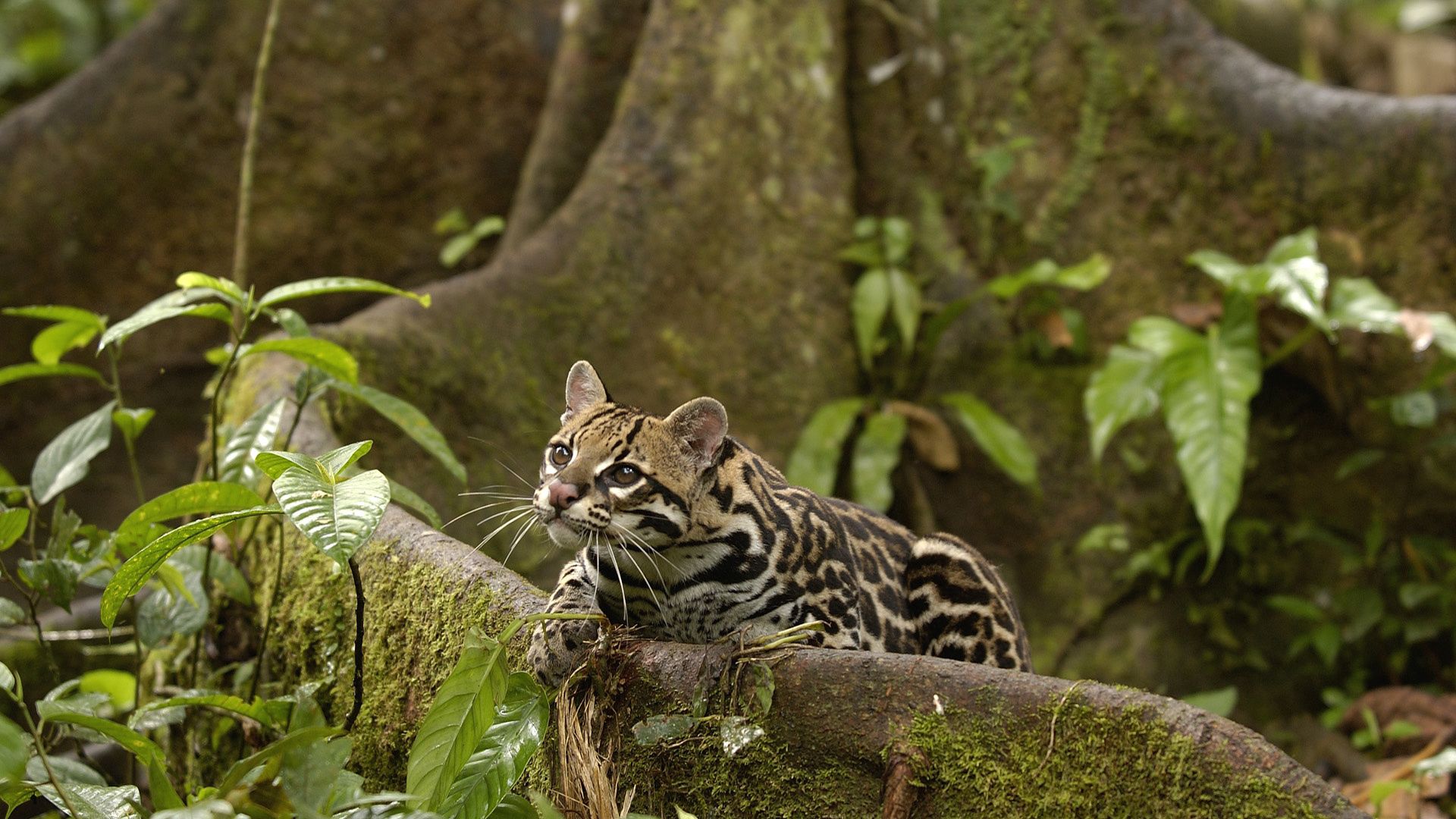 140589 Screensavers and Wallpapers Wild Cat for phone. Download animals, foliage, wild cat, jungle pictures for free