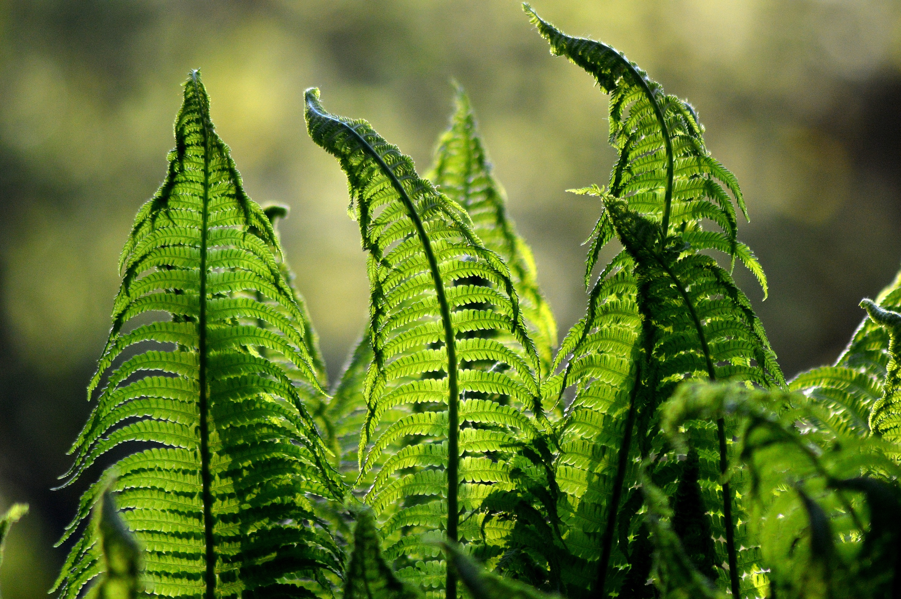 Laden Sie das Natur, Blätter, Pflanze, Farn, Unschärfe, Verwischen-Bild kostenlos auf Ihren PC-Desktop herunter