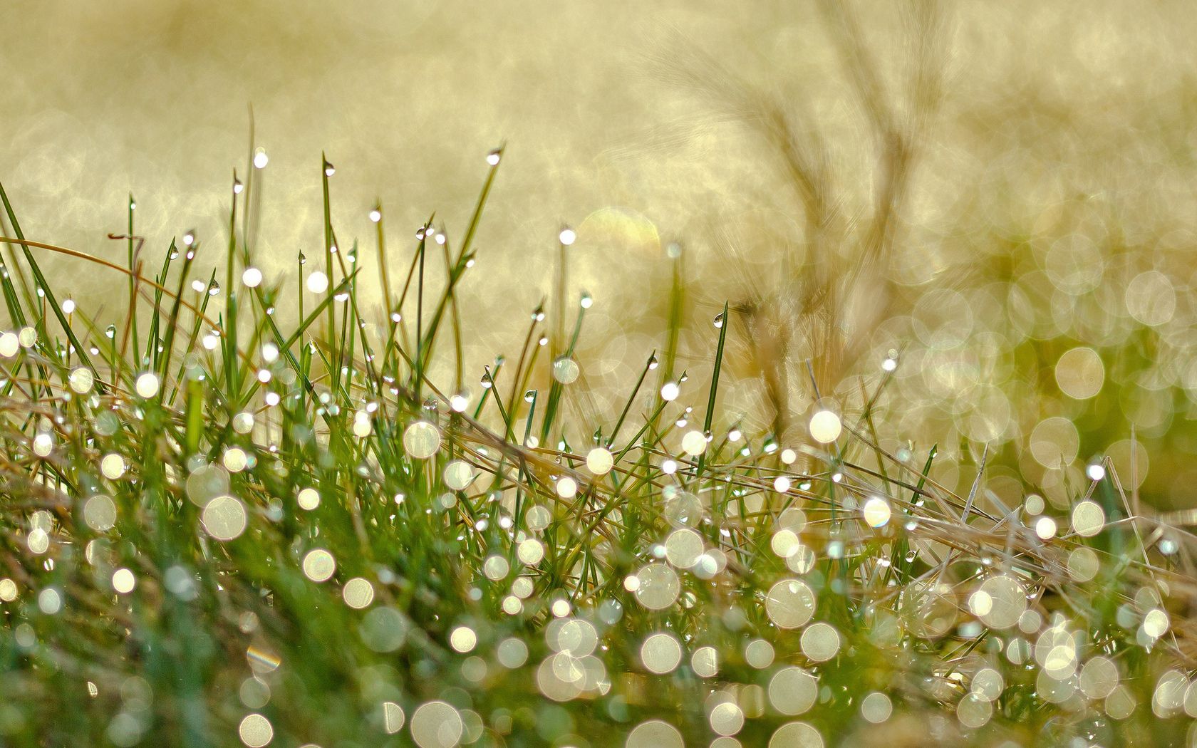 grass, drops, macro, shine, light, dew