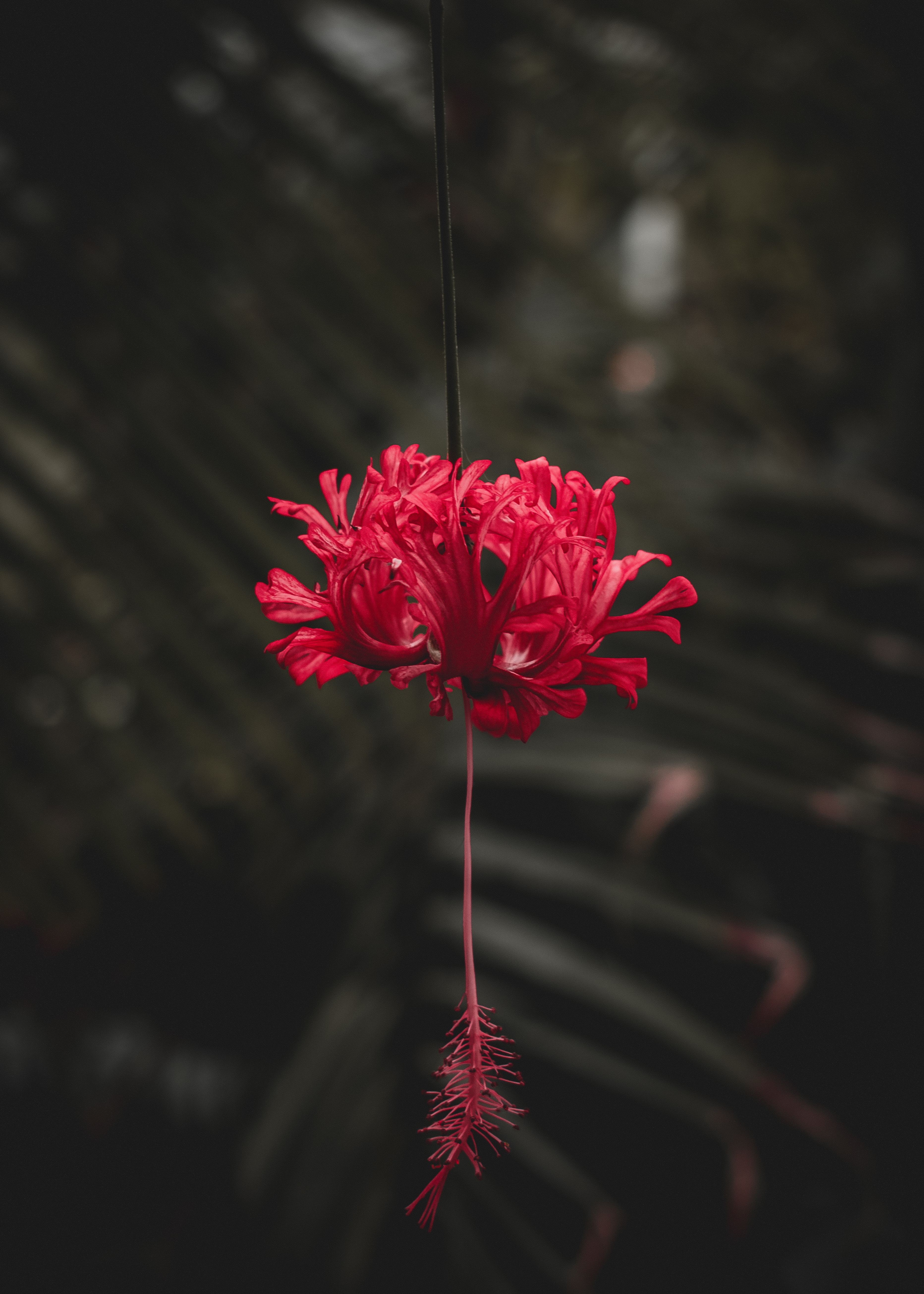 stalk, flower, flowers, red, petals, stem
