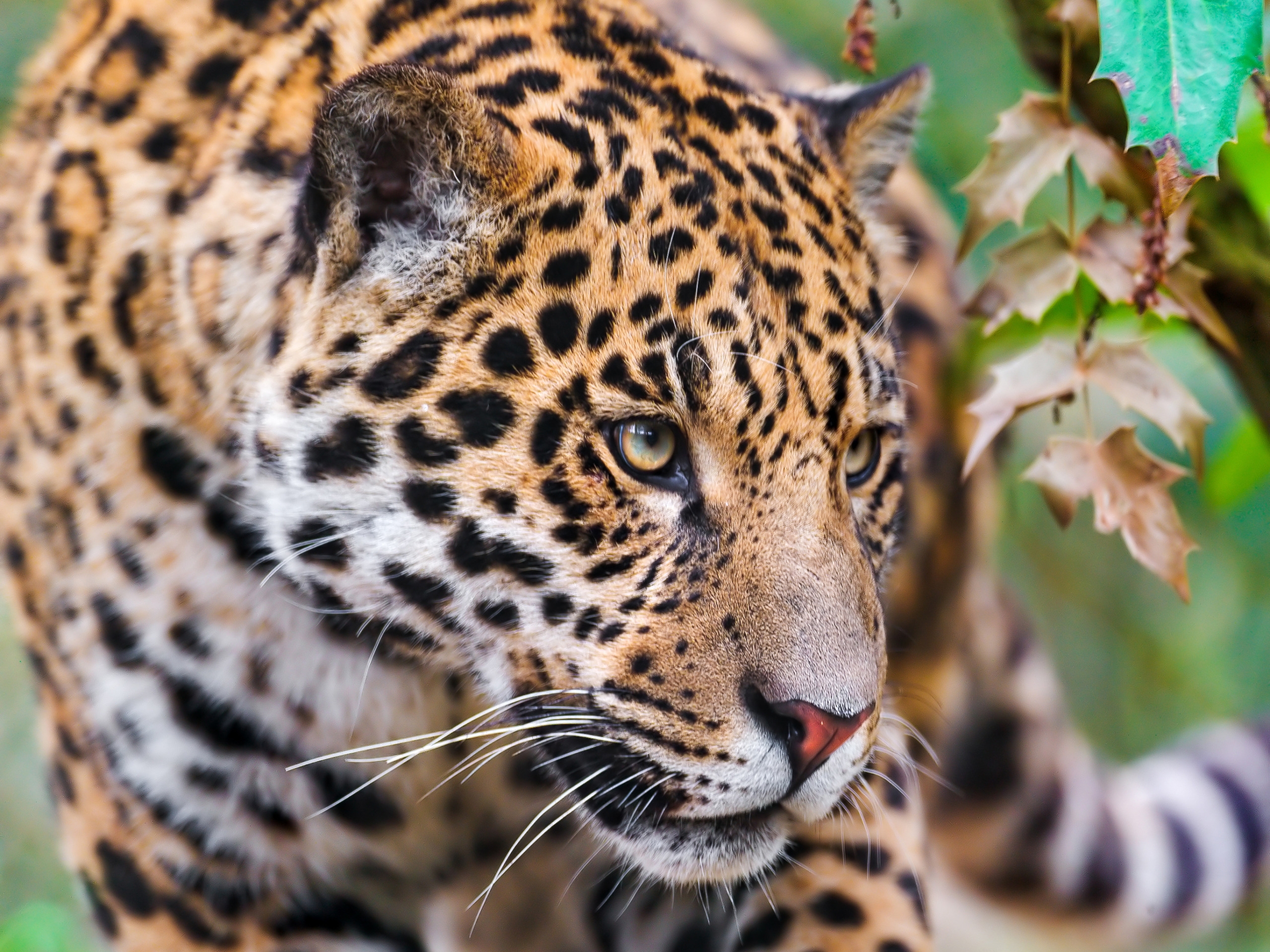 156594 télécharger le fond d'écran jaguar, animaux, museau, muselière, à pois, boutonneux, vue, opinion - économiseurs d'écran et images gratuitement