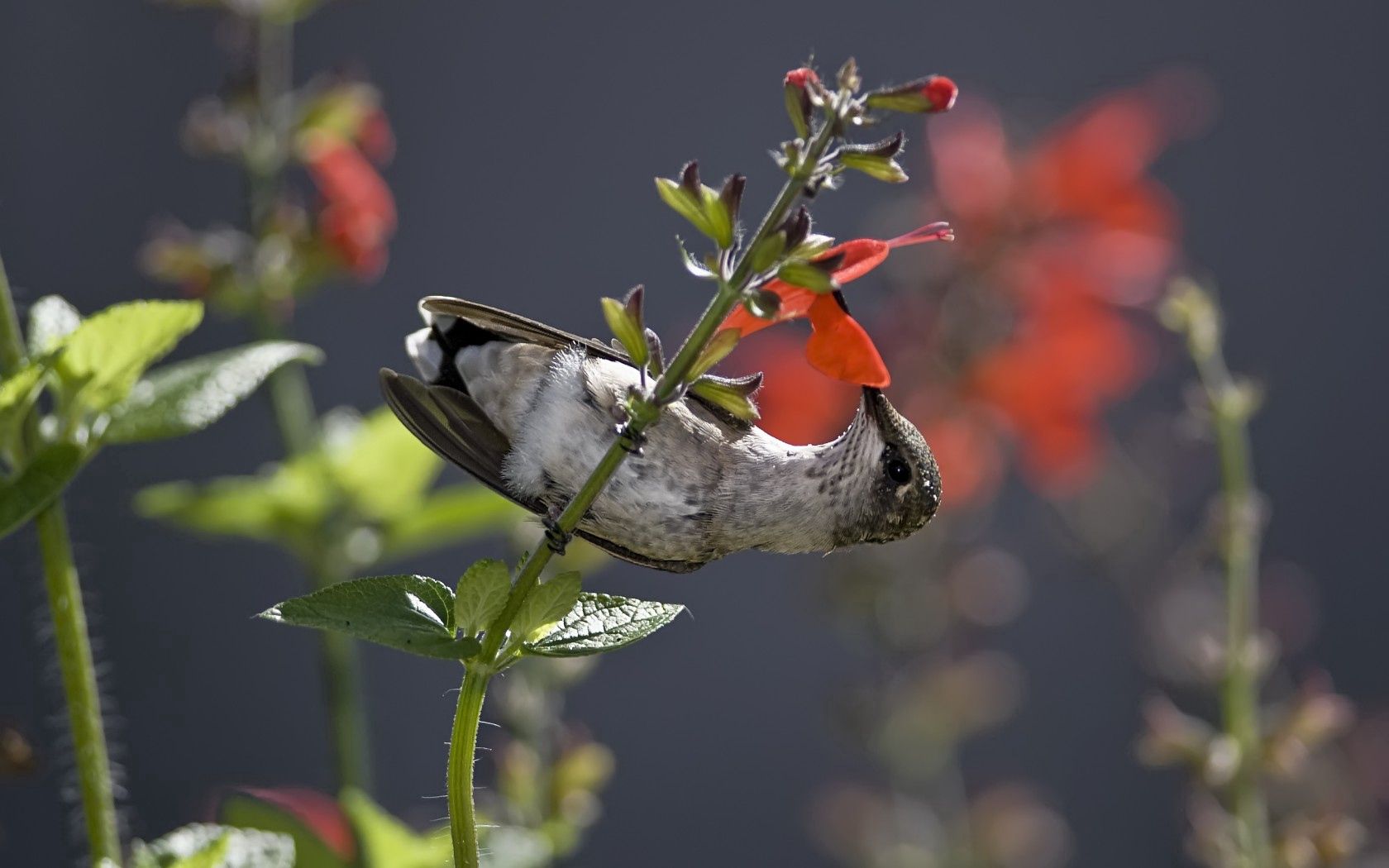 115294 Bildschirmschoner und Hintergrundbilder Kolibris auf Ihrem Telefon. Laden Sie stengel, lebensmittel, birdie, nektar Bilder kostenlos herunter