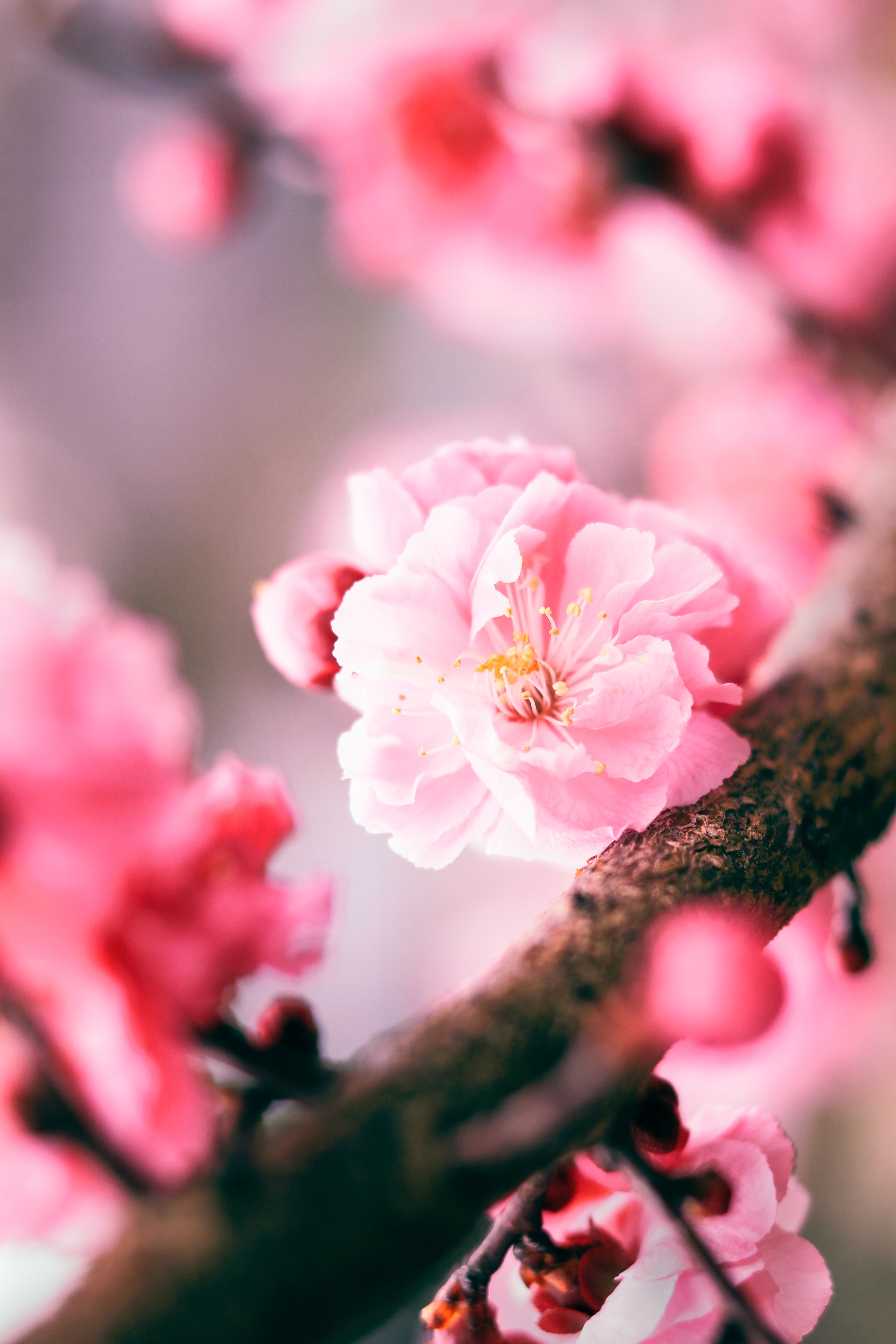 Handy-Wallpaper Rosa, Sakura, Blume, Makro kostenlos herunterladen.