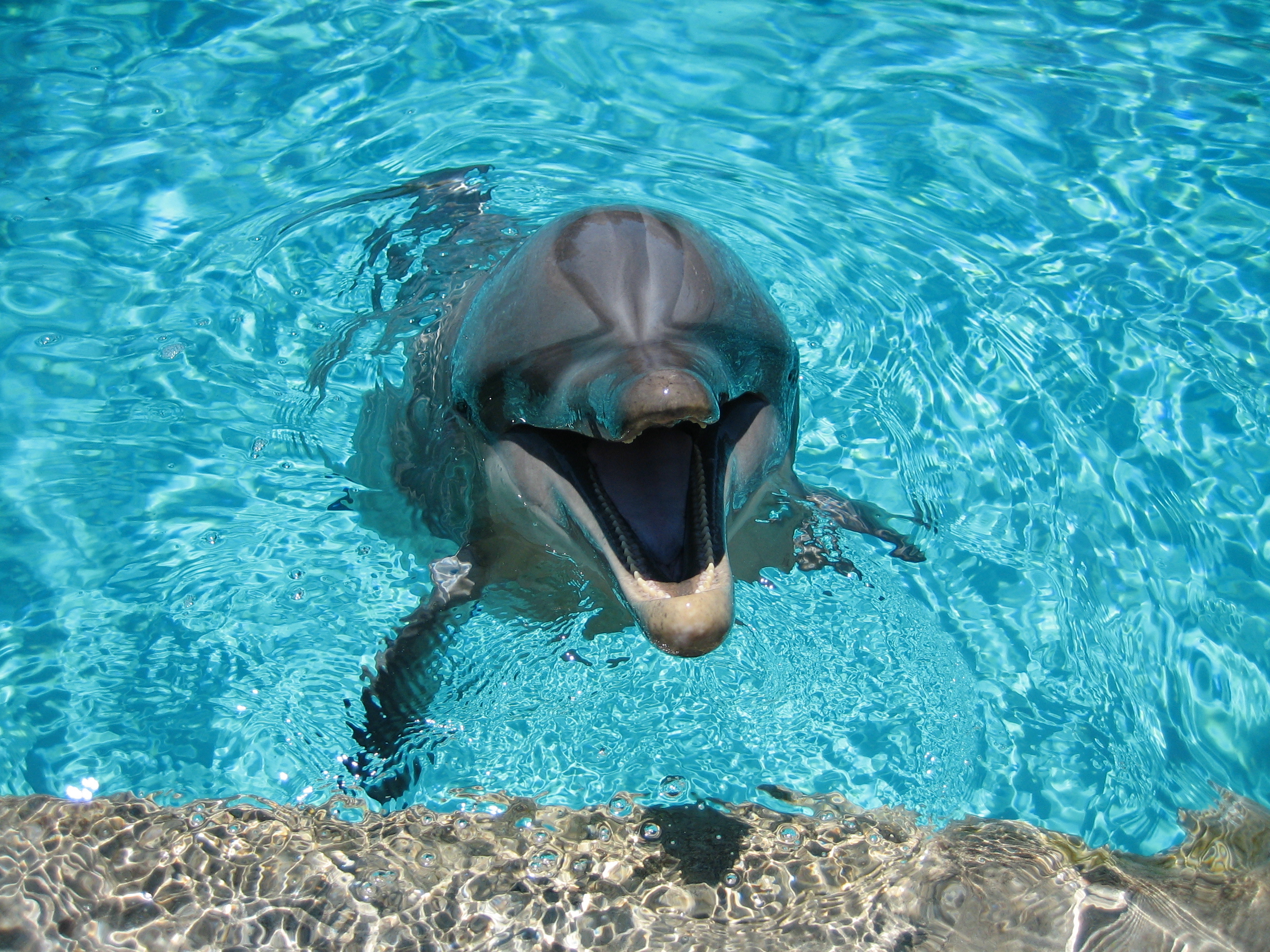 142199 Hintergrundbild herunterladen tiere, wasser, lächeln, delfin, schwimmbad, pool - Bildschirmschoner und Bilder kostenlos