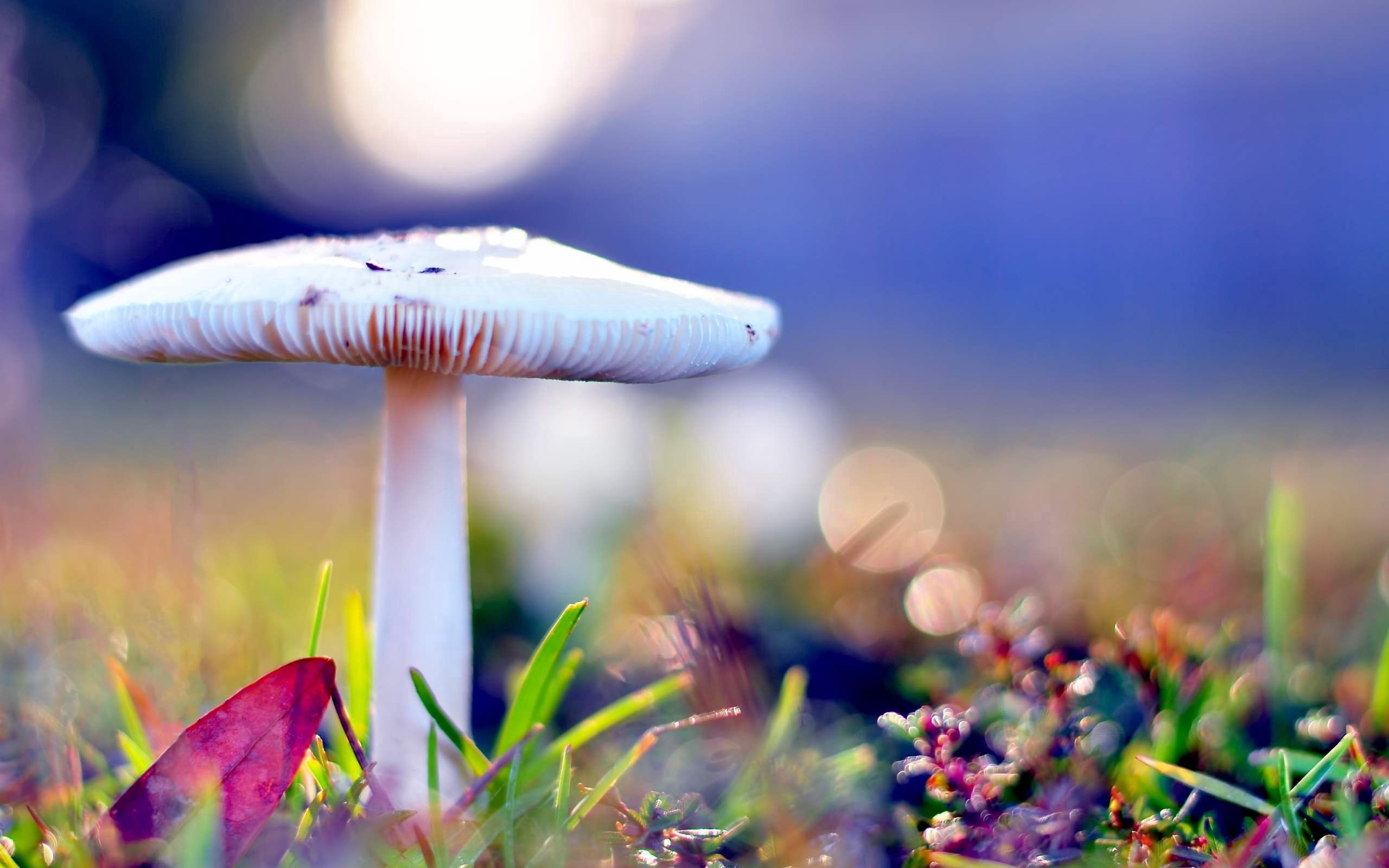  Mushroom HQ Background Images