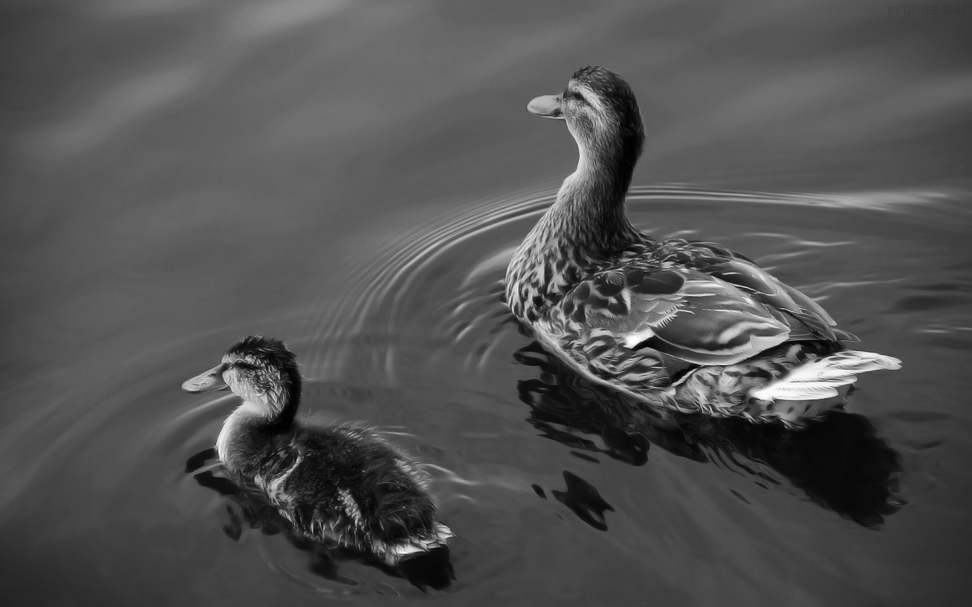 duck, animal, black & white, duckling, birds lock screen backgrounds