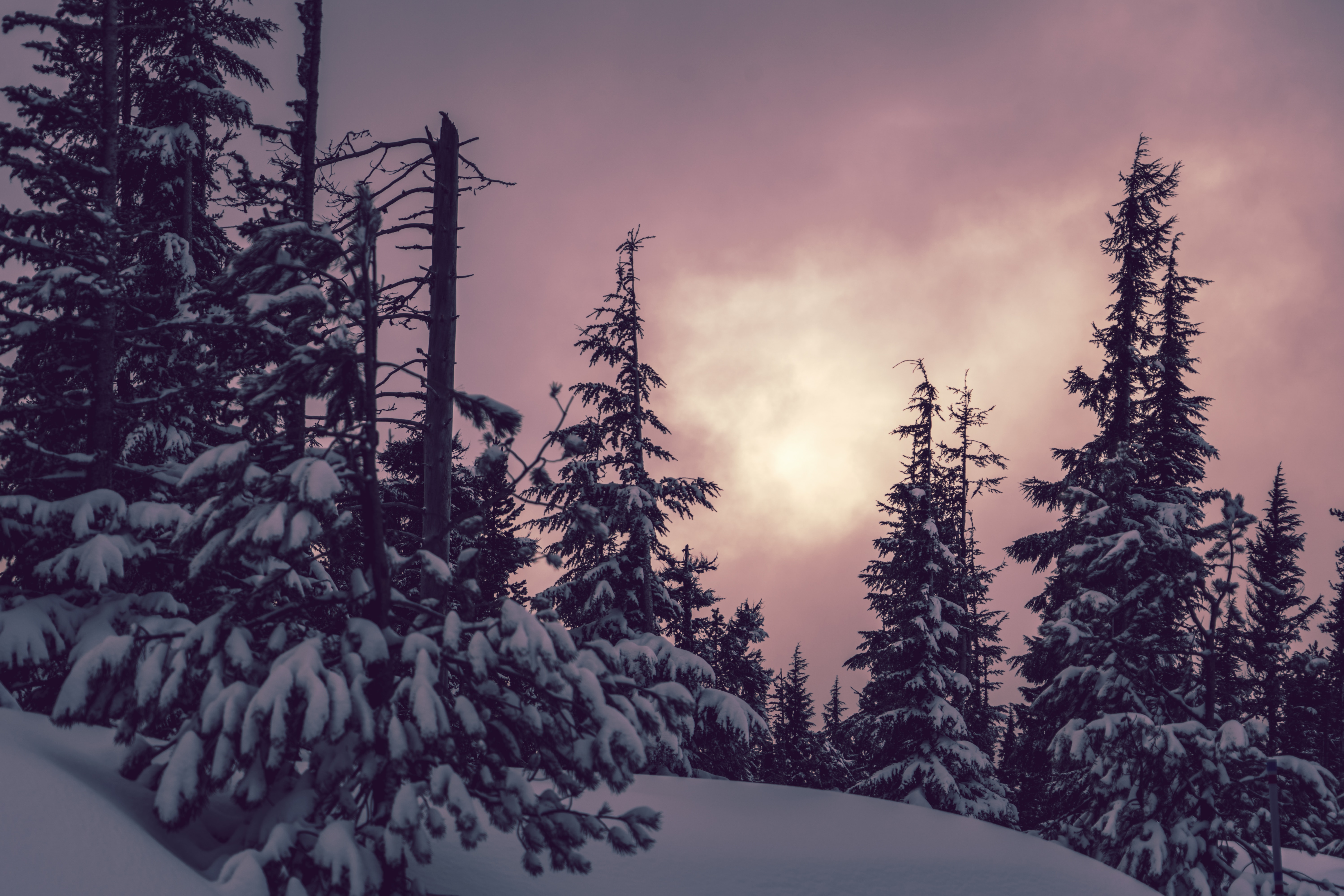 139484 Screensavers and Wallpapers Ate for phone. Download winter, nature, trees, snow, ate pictures for free