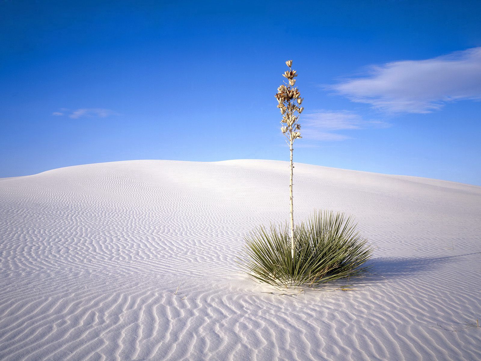 sand, lines, stalk, nature, desert, plant, prickles, thorns, stem Full HD