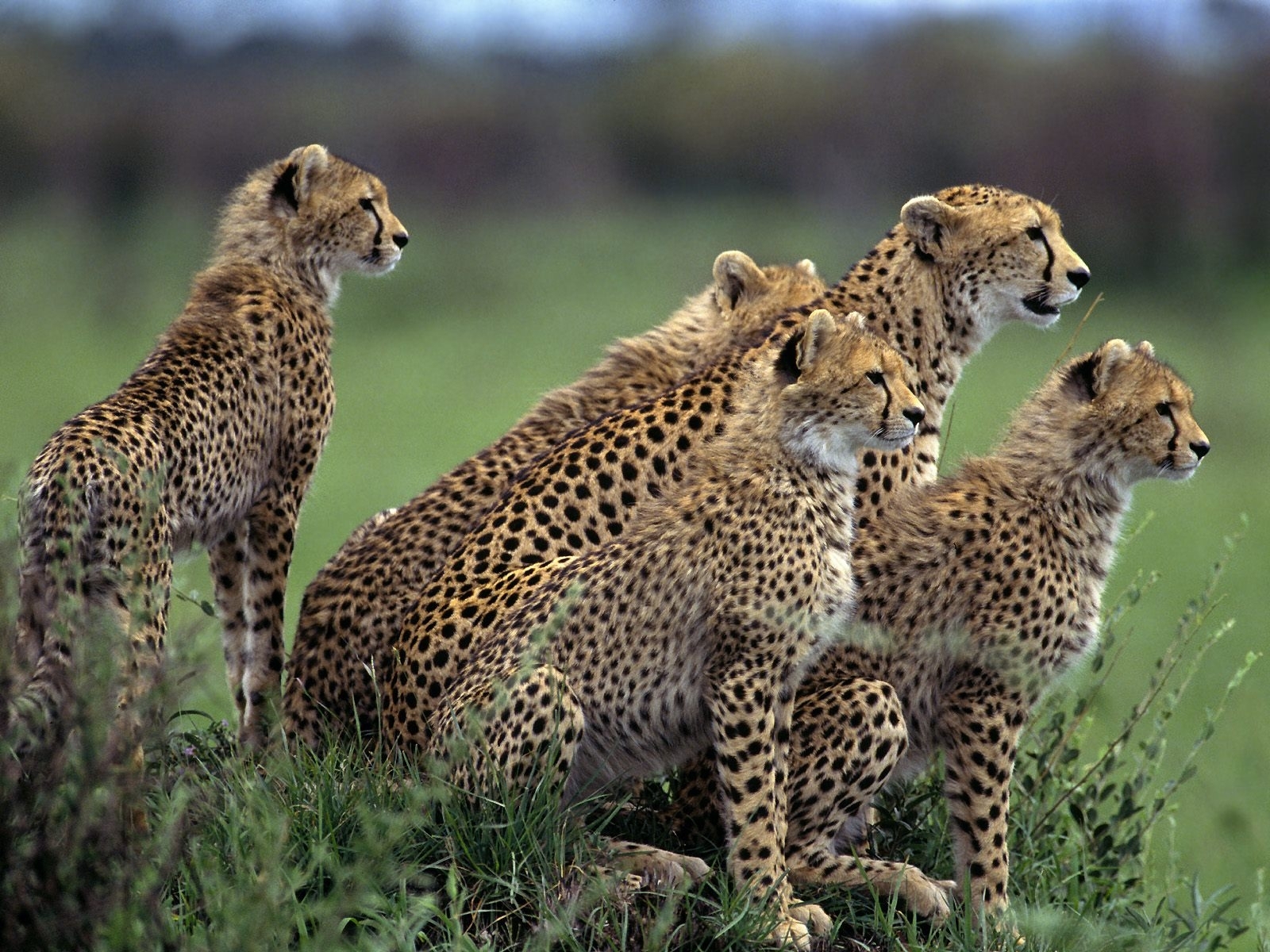 Laden Sie das Tiere, Geparden-Bild kostenlos auf Ihren PC-Desktop herunter