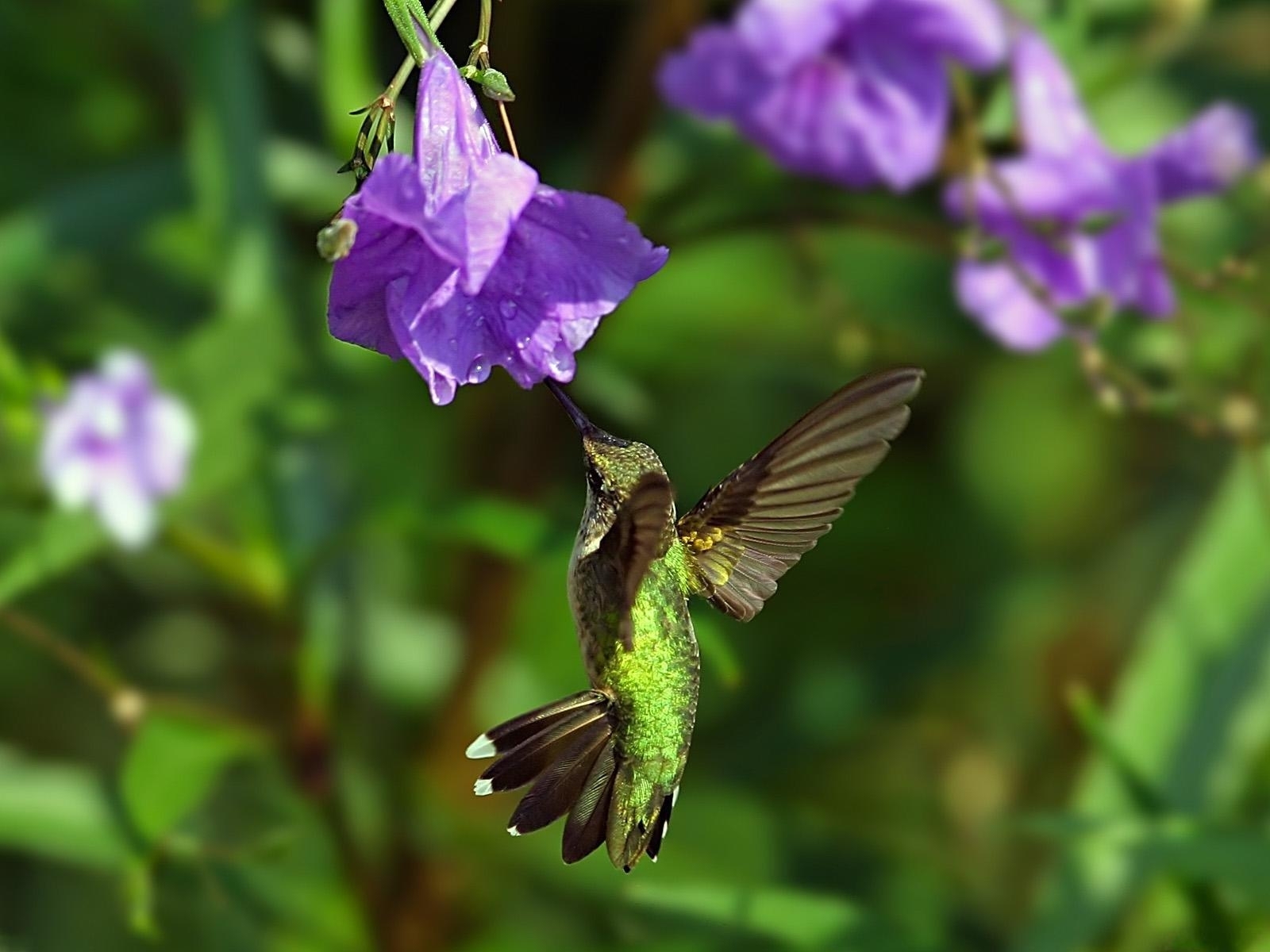 2632 Bildschirmschoner und Hintergrundbilder Kolibris auf Ihrem Telefon. Laden Sie tiere, vögel Bilder kostenlos herunter