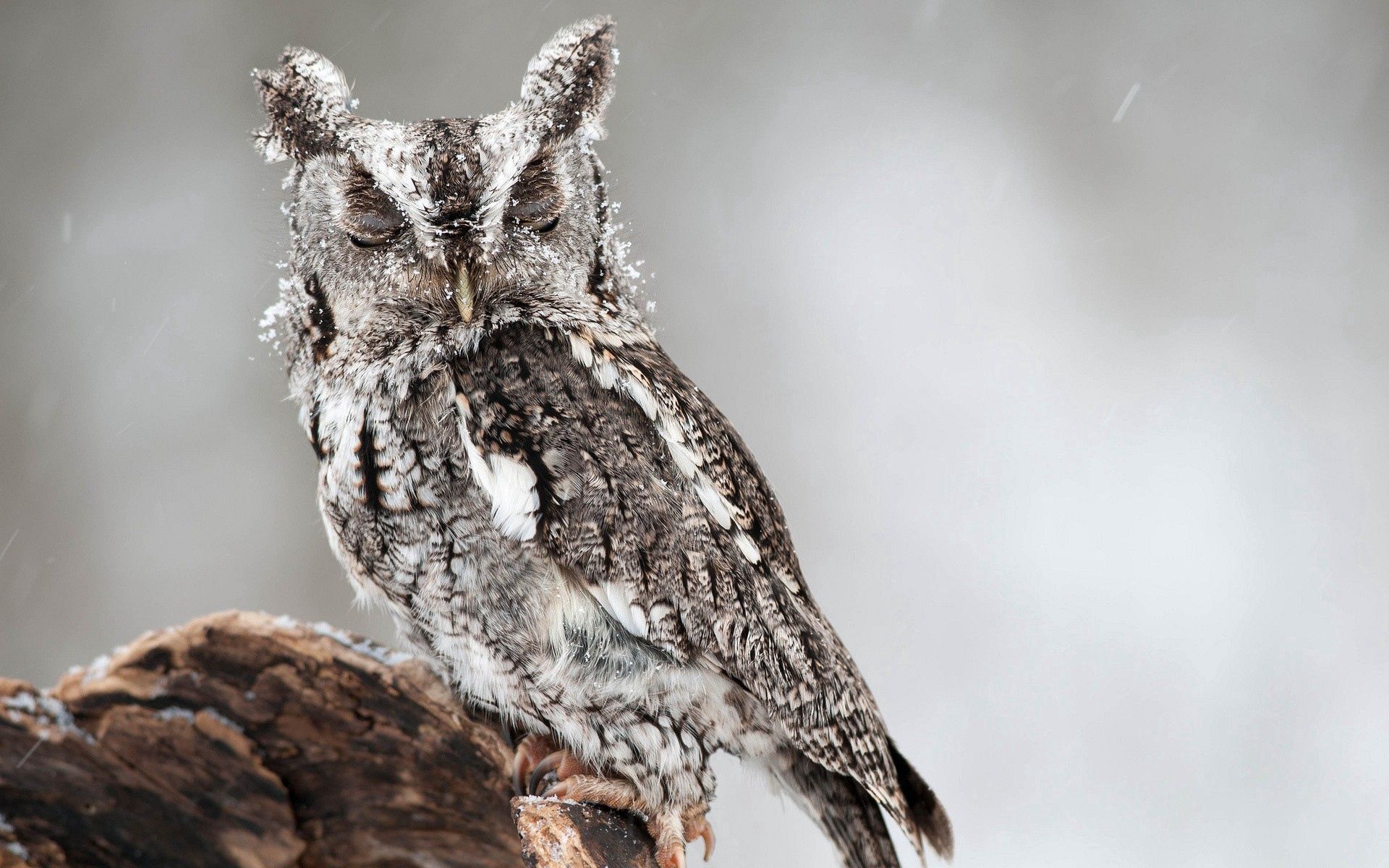 64638 download wallpaper animals, owl, bird, predator, sight, opinion, sleep, dream screensavers and pictures for free