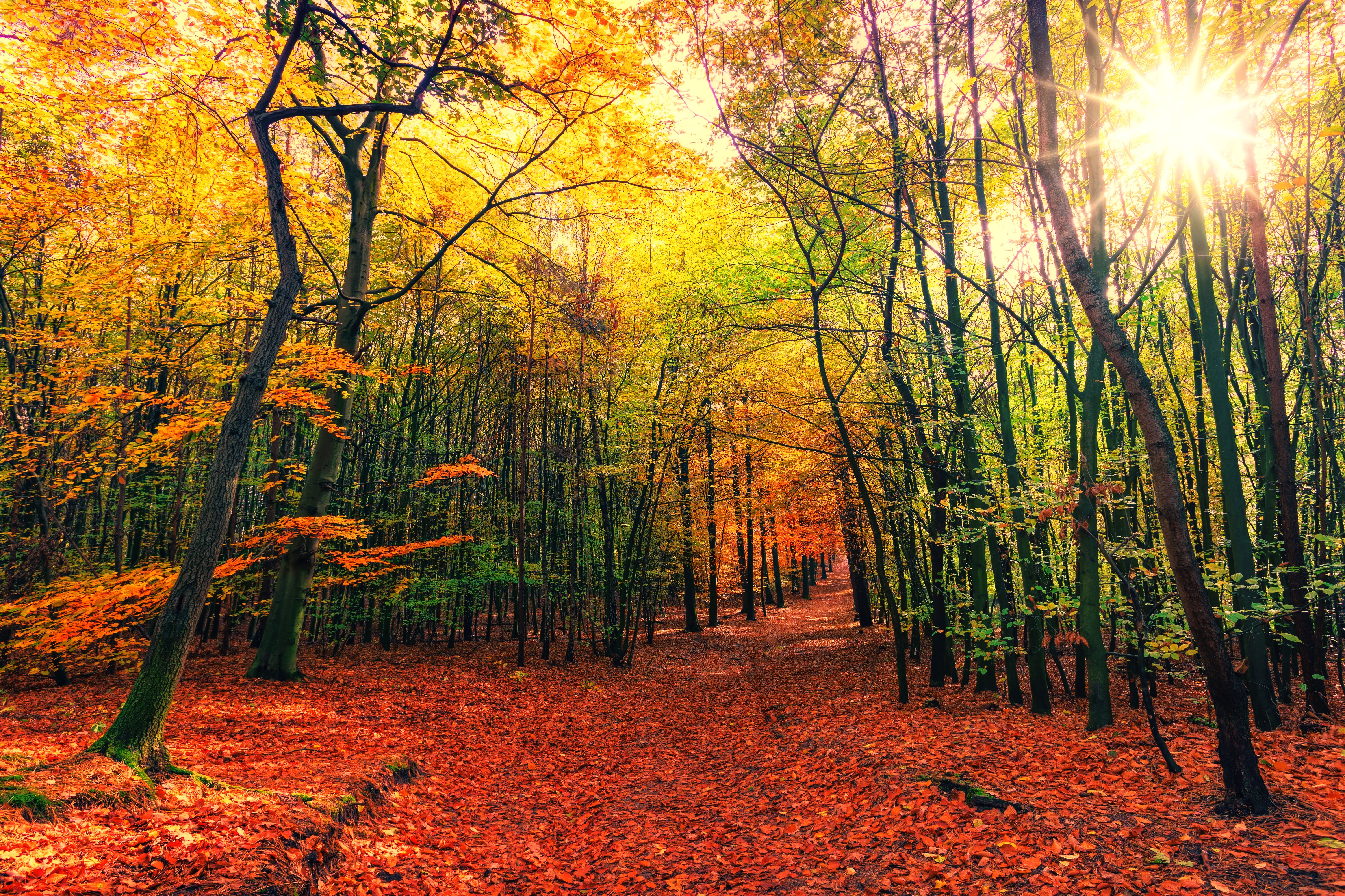 128741 download wallpaper nature, trees, autumn, leaves, forest, path, trail, fallen screensavers and pictures for free