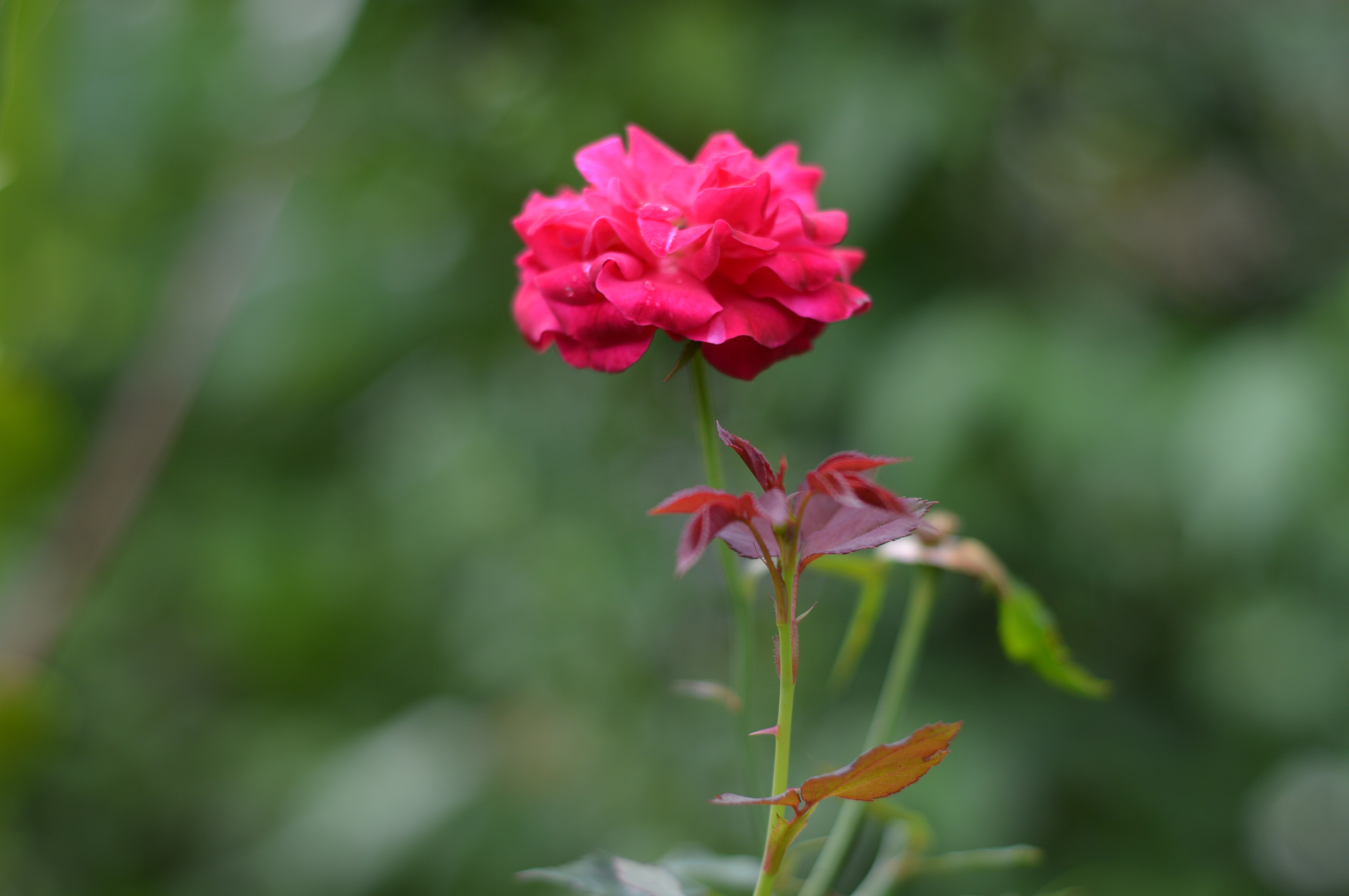 Images & Pictures flowers, flower, rose, rose flower Bud