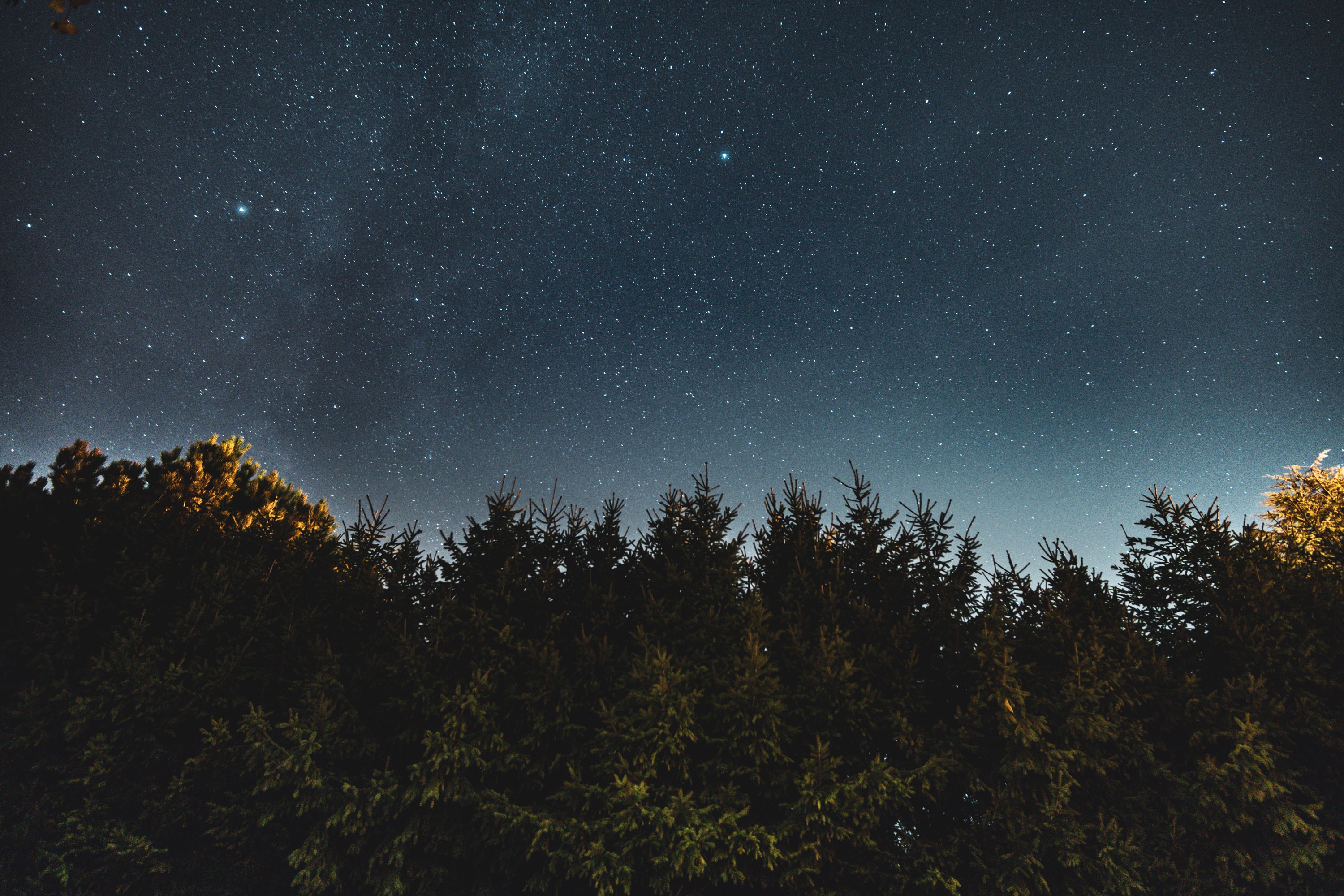 starry sky, trees, night, sky Vertical Wallpapers