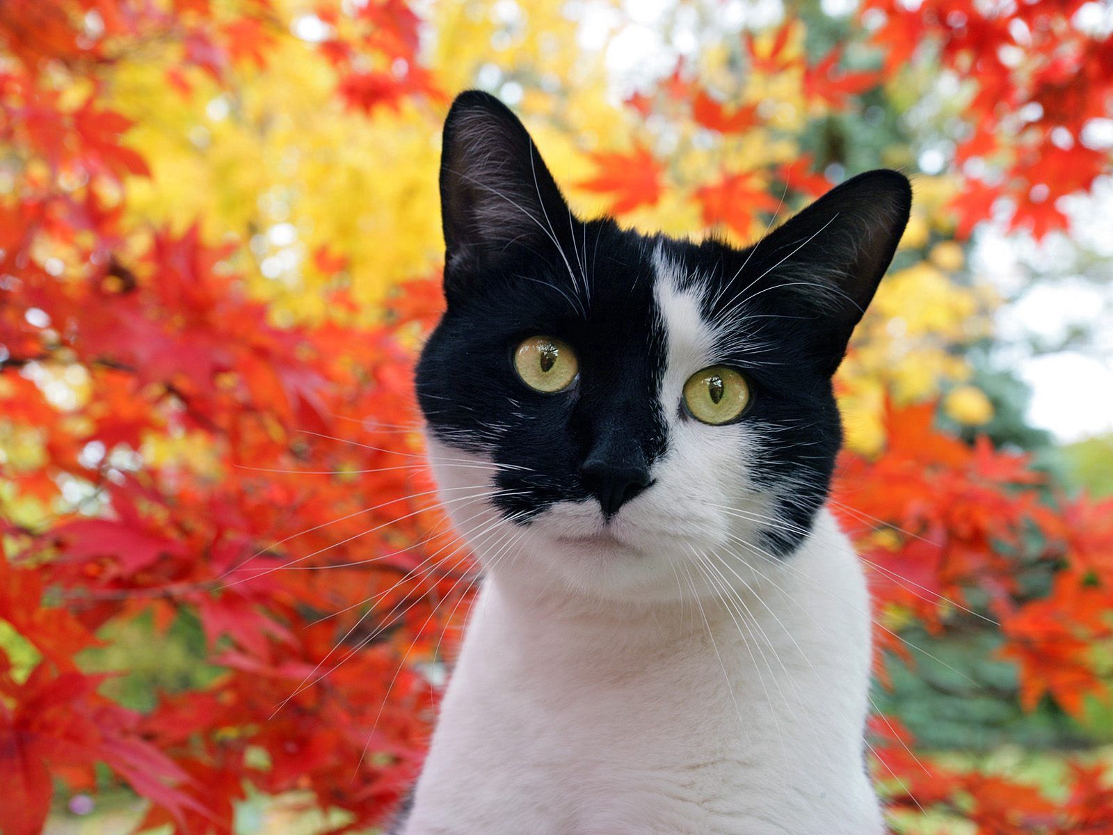 autumn, animals, leaves, cat, muzzle, spotted, spotty QHD