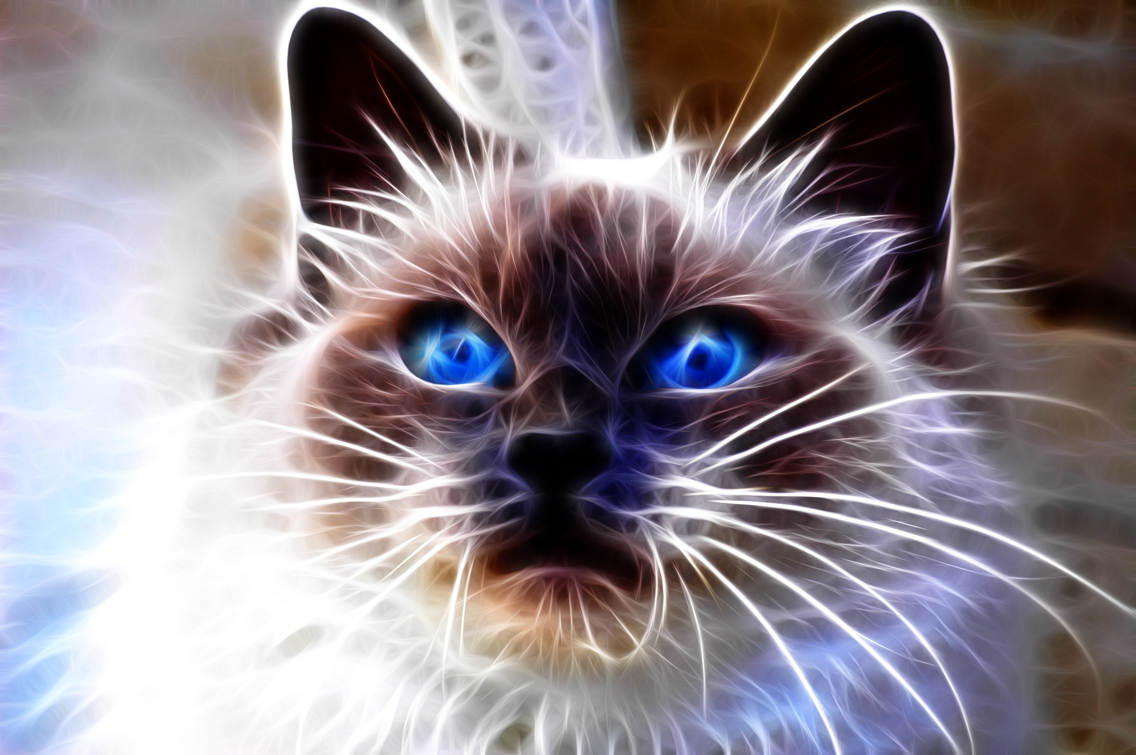 Muzzle blue eyed, cat, opinion, sight Lock Screen