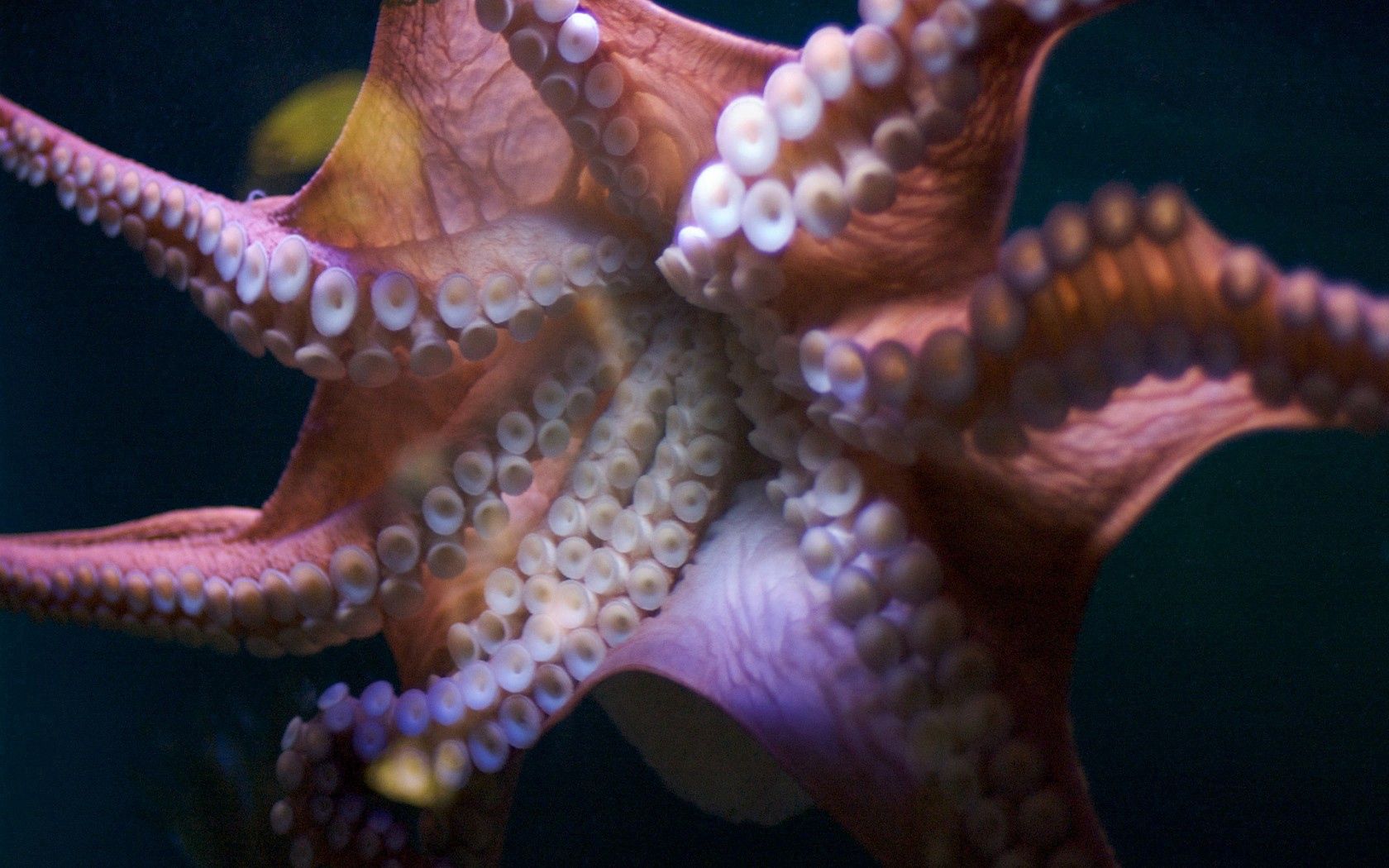 107818 download wallpaper octopus, macro, tentacles, suckers, suction cups screensavers and pictures for free