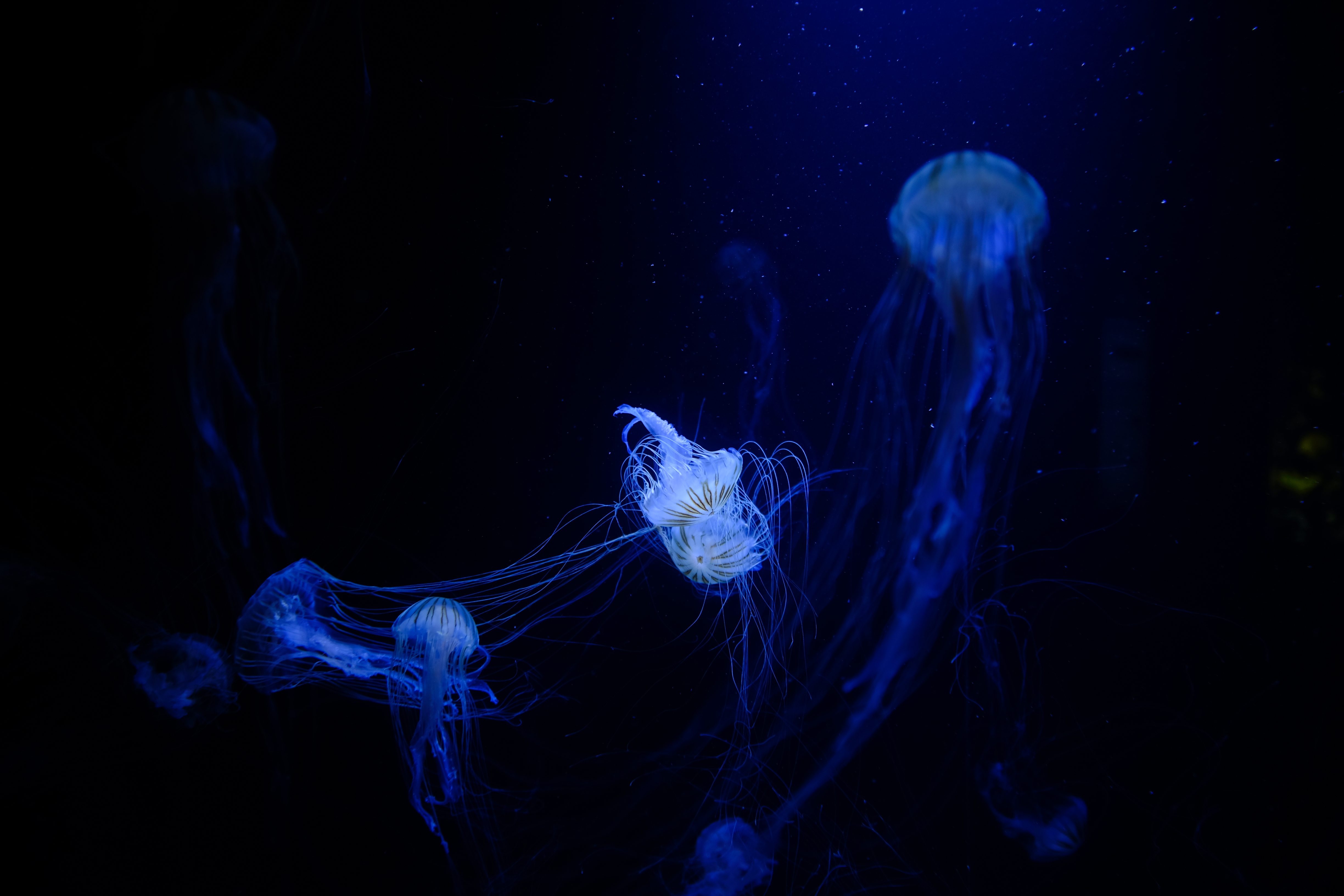 132580 Hintergrundbilder und Tentakel Bilder auf dem Desktop. Laden Sie plexus, jellyfish, die tentakel, unterwasserwelt Bildschirmschoner kostenlos auf den PC herunter