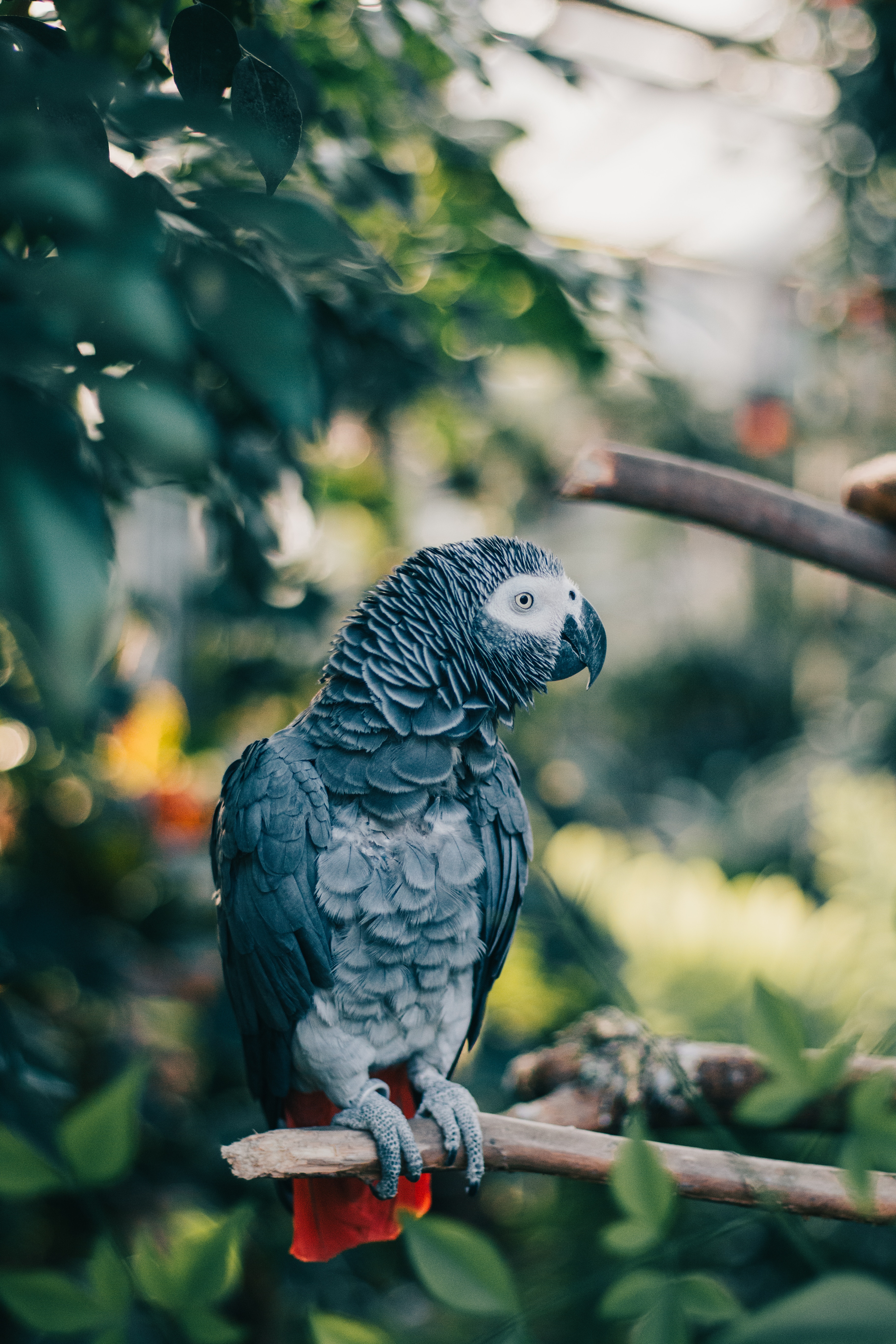 105047 download wallpaper animals, parrots, bird, branch, jaco screensavers and pictures for free