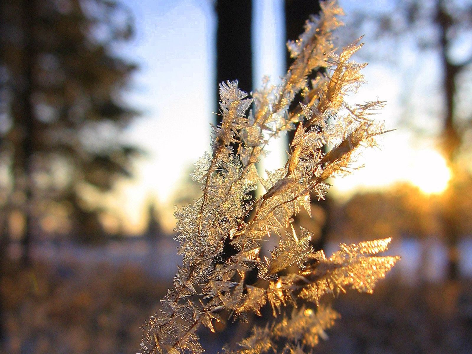 crystals, branch, nature, frost Cell Phone Image