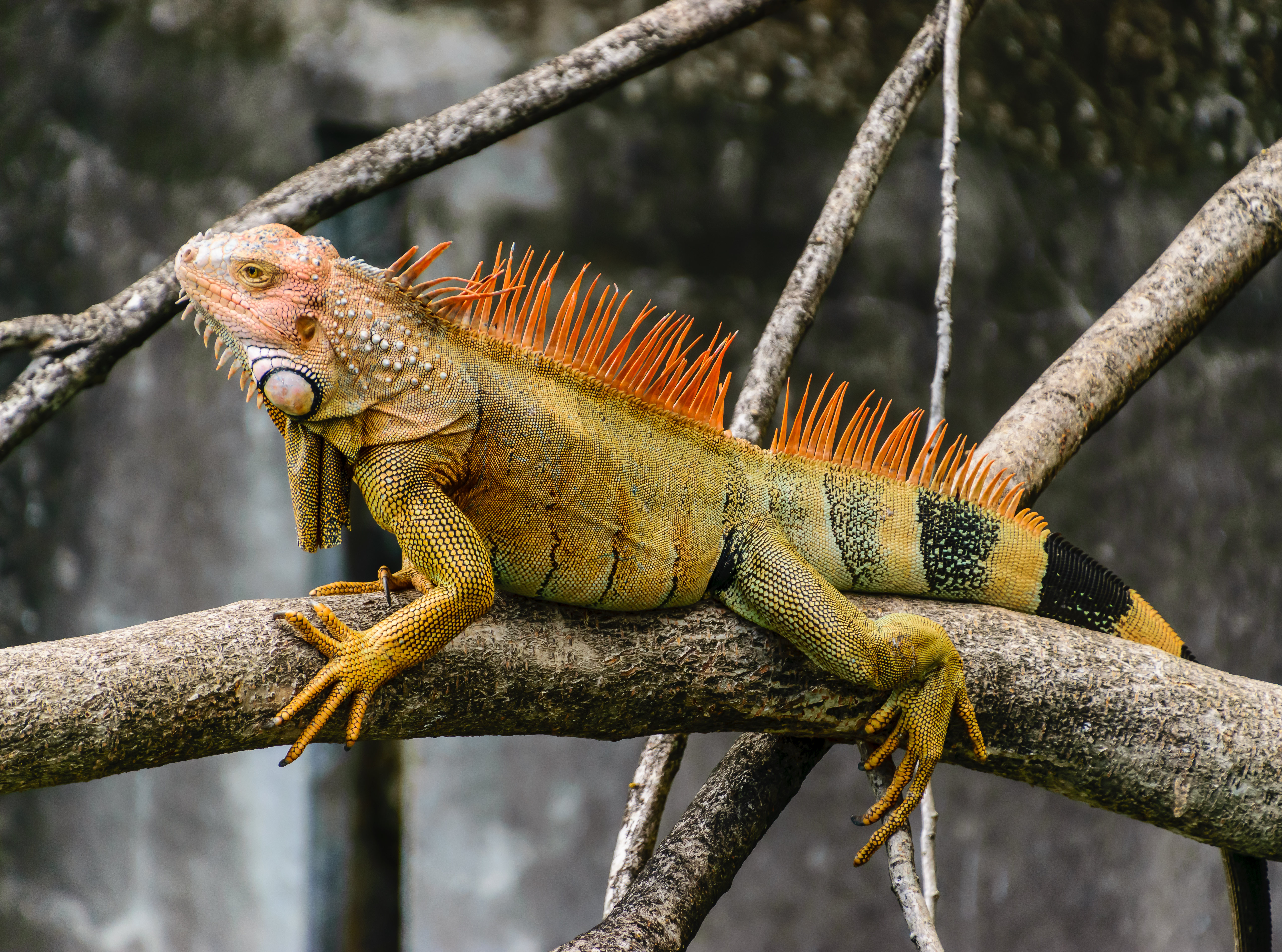 62275 Bild herunterladen tiere, ast, zweig, reptil, reptile, waage, skala, leguan, iguana - Hintergrundbilder und Bildschirmschoner kostenlos