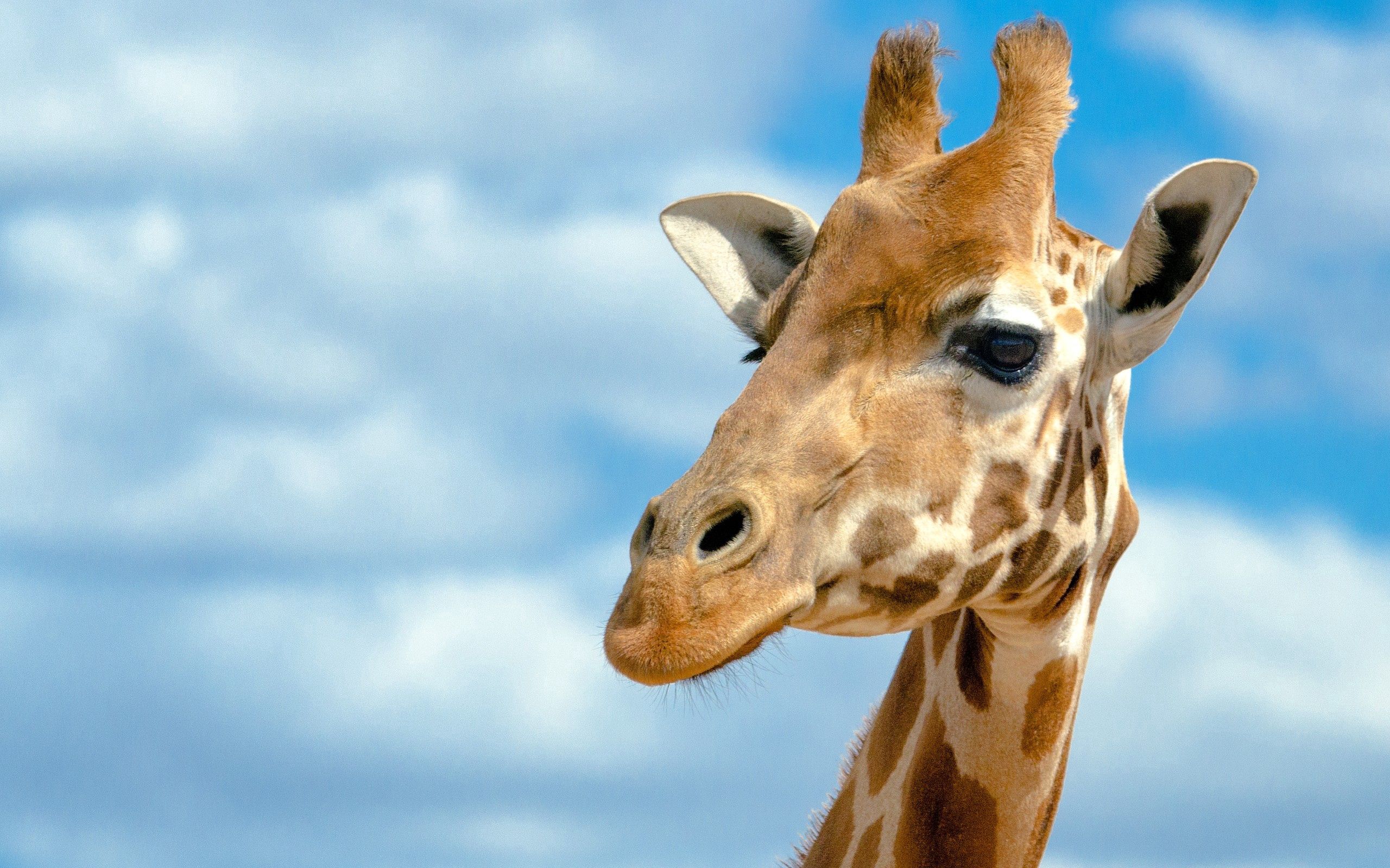 103187 Bildschirmschoner und Hintergrundbilder Giraffe auf Ihrem Telefon. Laden Sie kopf, große, tiere, groß Bilder kostenlos herunter