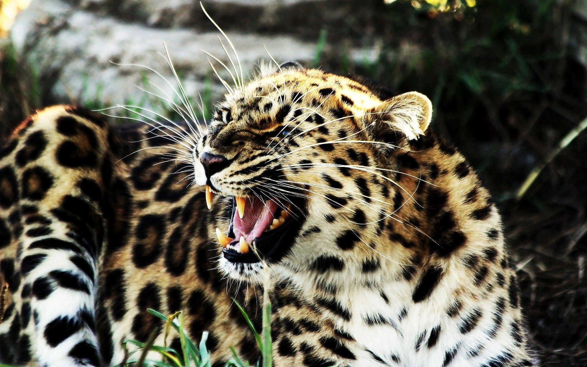 125167 Hintergrundbild herunterladen tiere, leopard, aggression, grinsen, grin, gefleckt, fleckig, große katze, big cat, böse - Bildschirmschoner und Bilder kostenlos