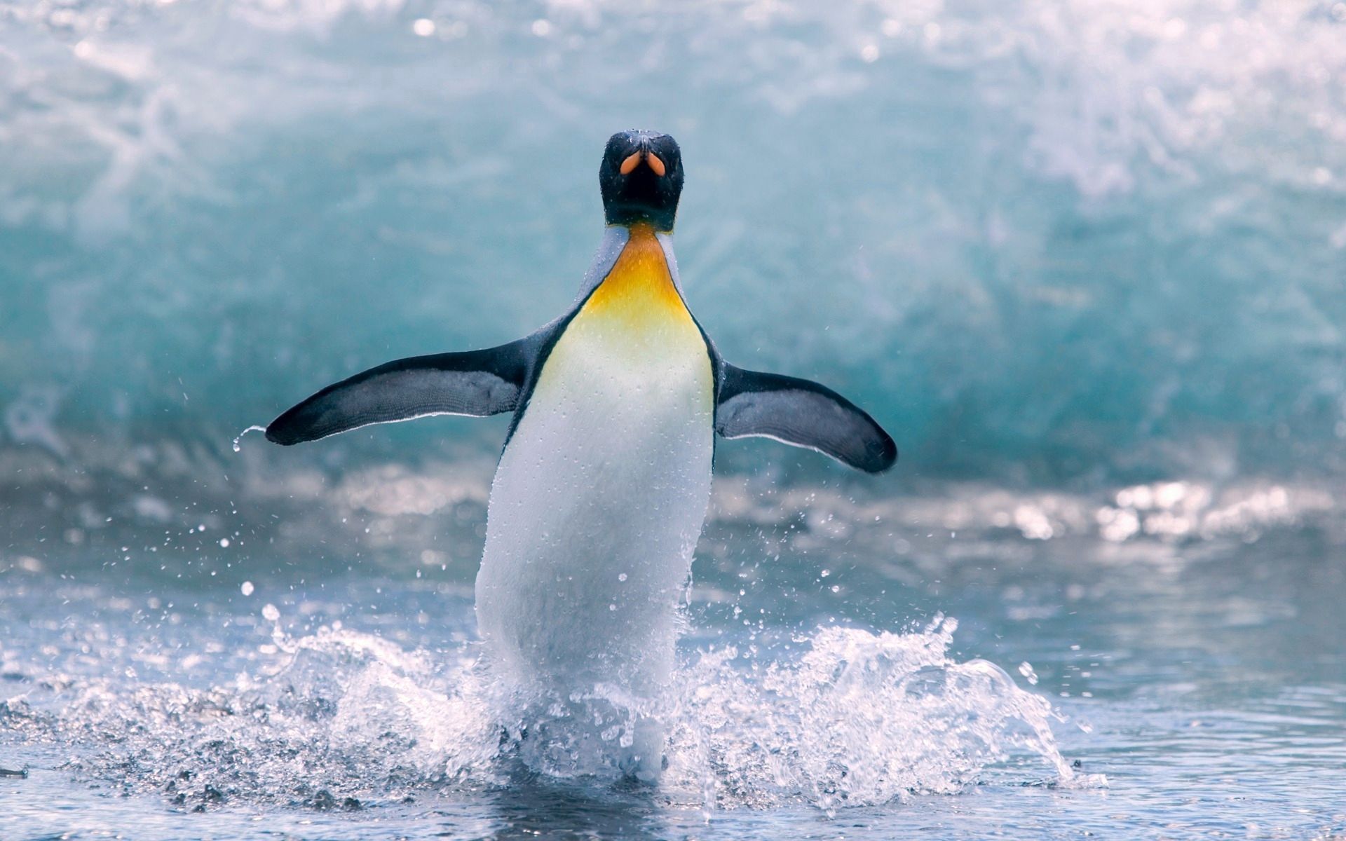 77995 Bildschirmschoner und Hintergrundbilder Pinguin auf Ihrem Telefon. Laden Sie tiere, wasser, vogel, spritzen, splash, pinguin Bilder kostenlos herunter